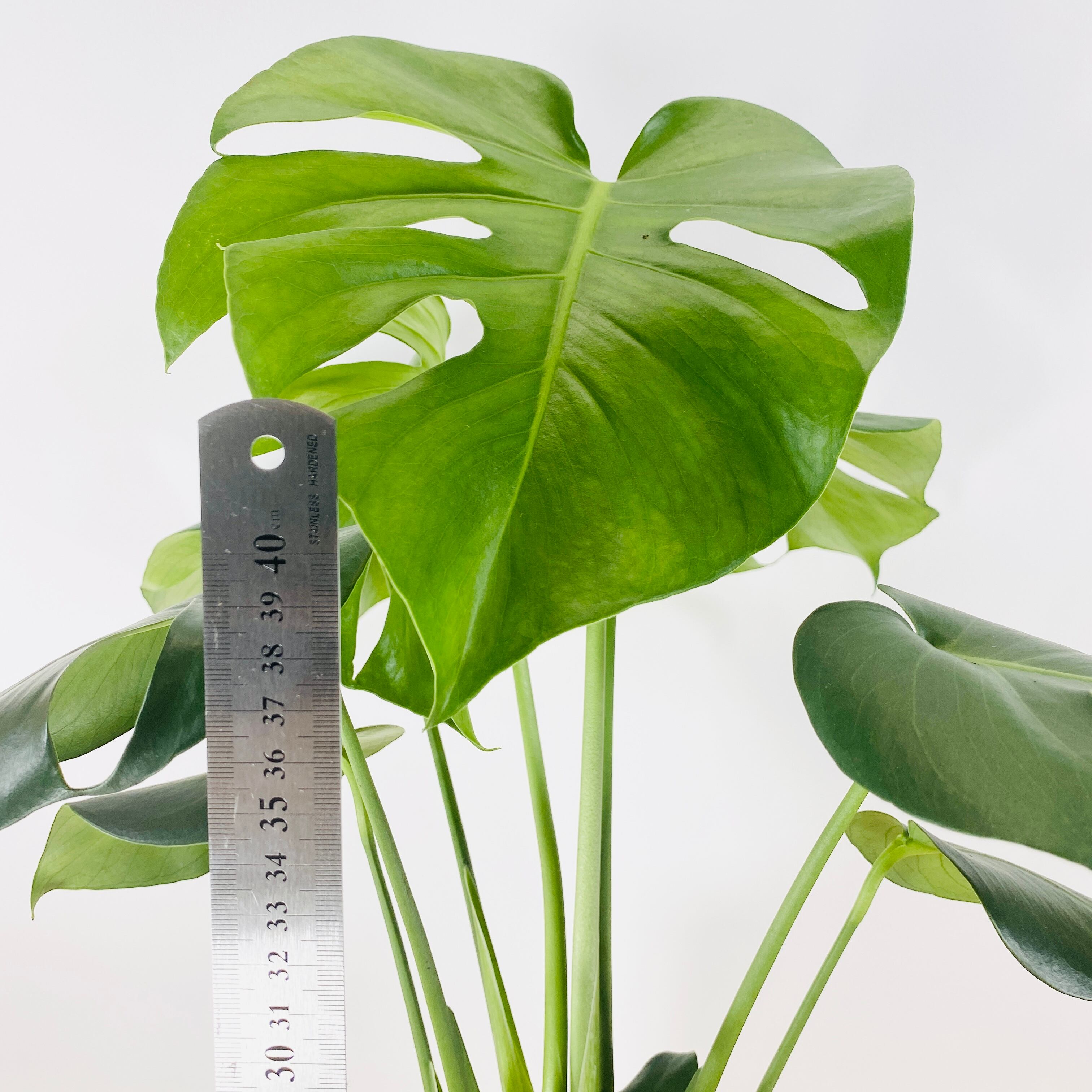 モンステラ アダンソニー (ヒメモンステラ) [観葉植物•1点もの モンステラ アダンソニー (ヒメモンステラ) [観葉植物•1点もの
