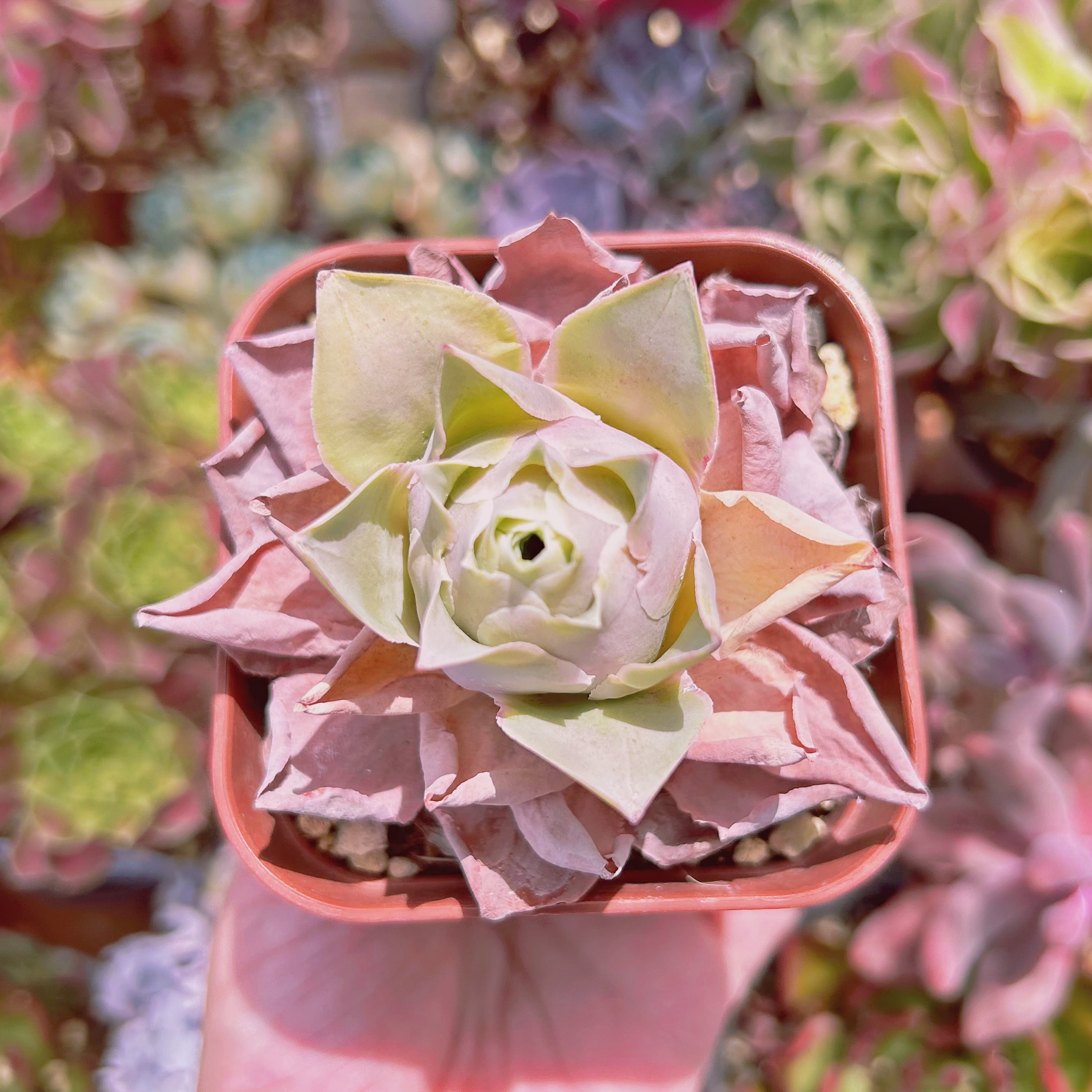 #1170現物　多肉植物　ピンクローズ　抜き苗