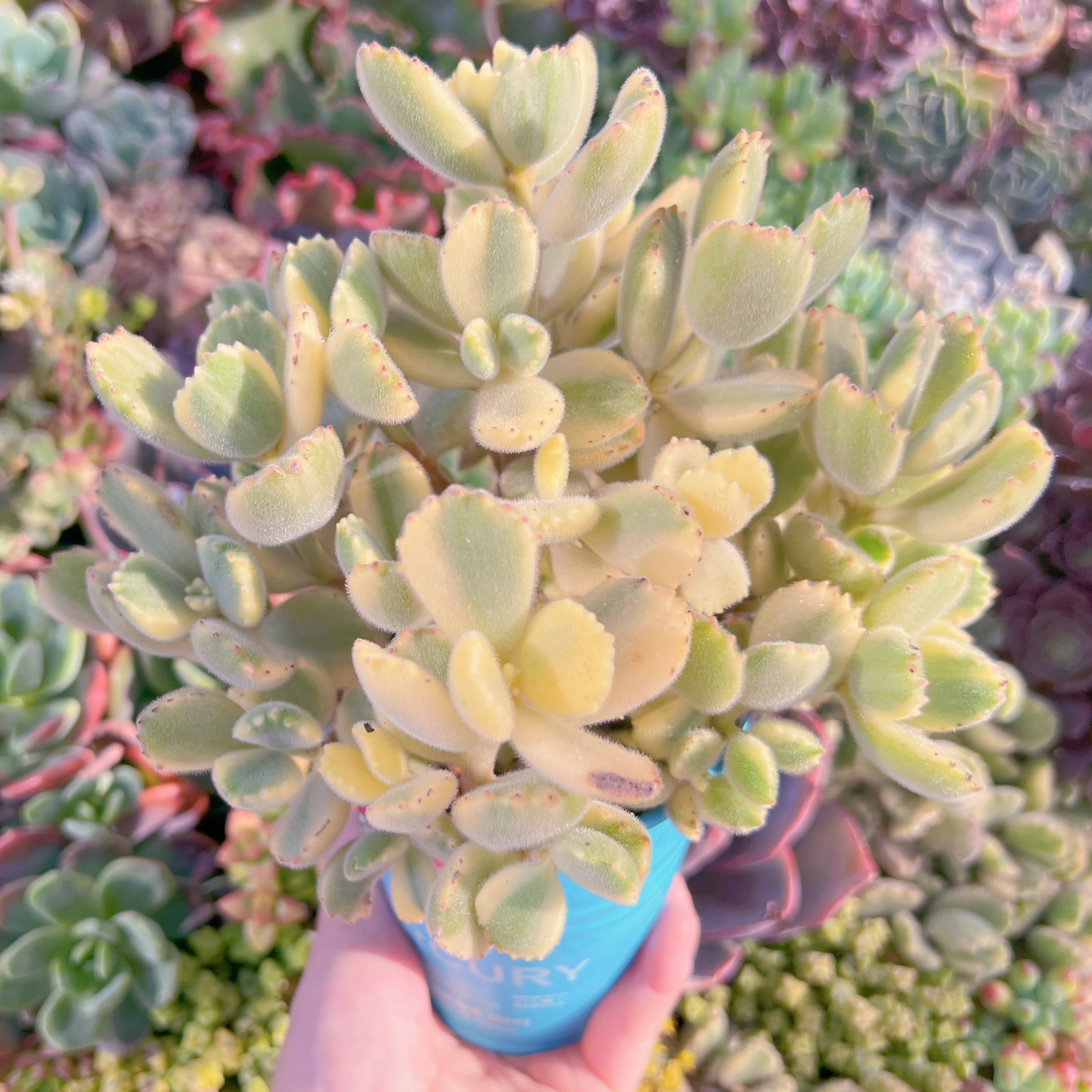 現品　白熊#K201　大群生　新入荷　るる農園