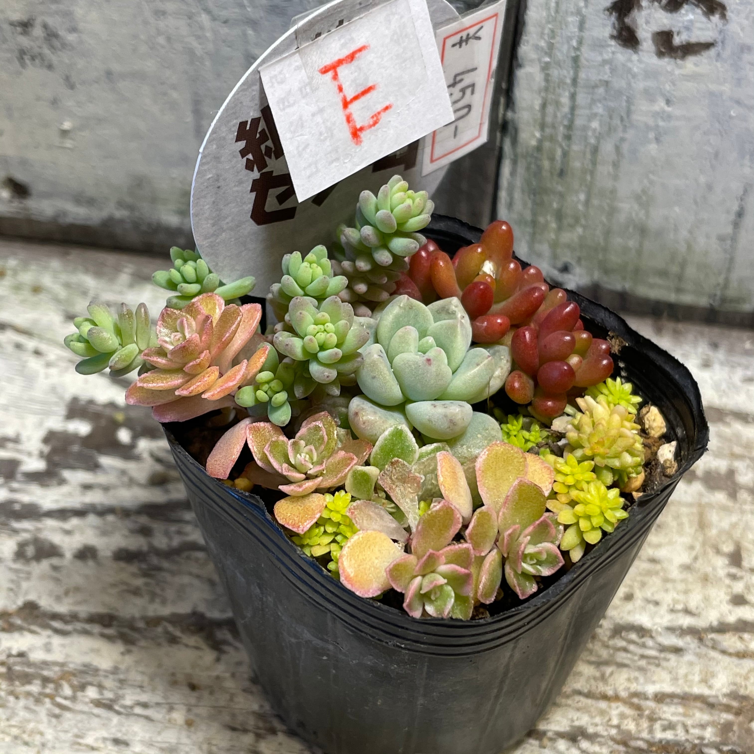 いちかわふぁ～む組み合わせセダム | RuPo 多肉植物専門店