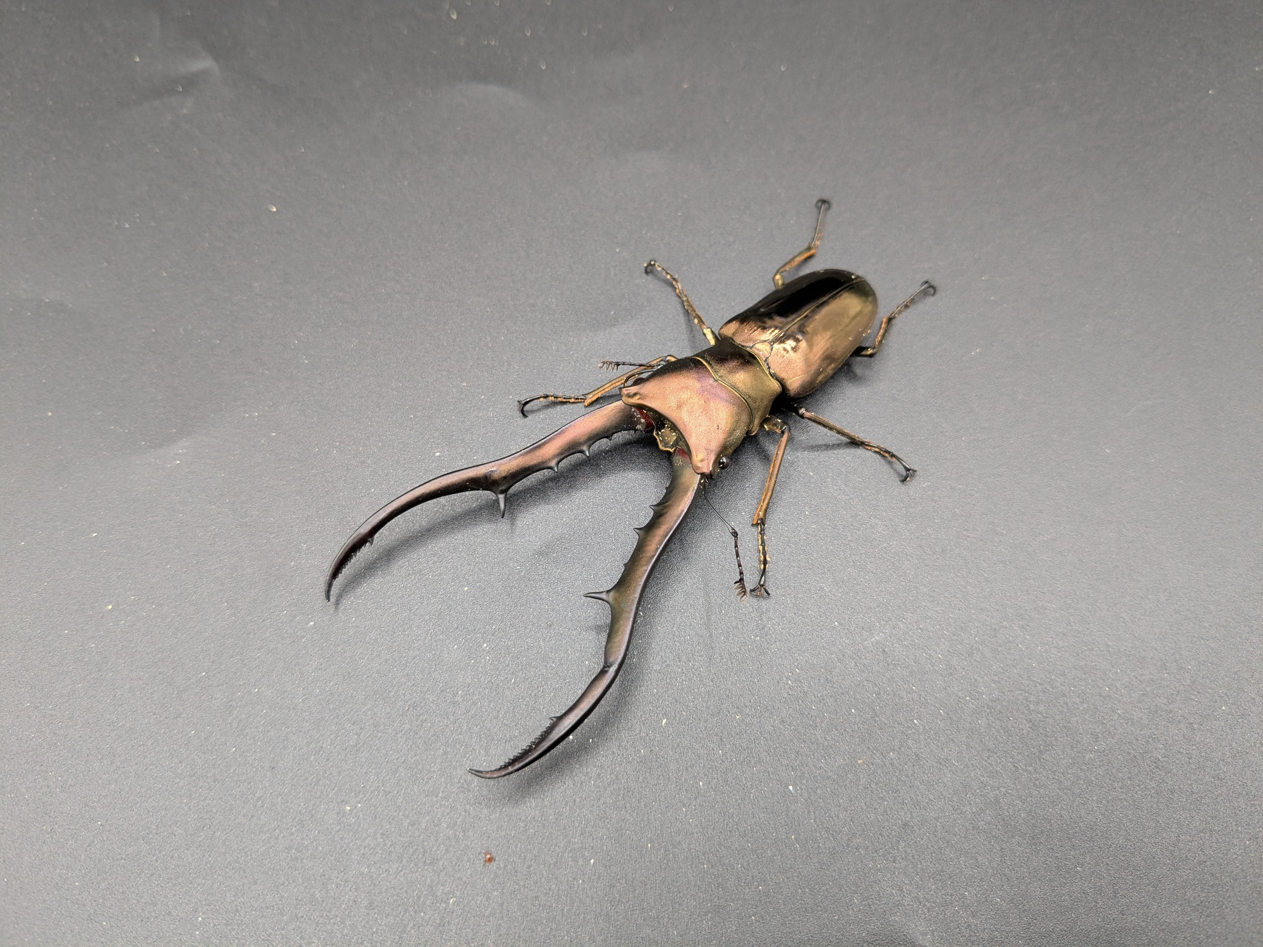 WDメタリフェルホソアカ ♂89mm♀フリー