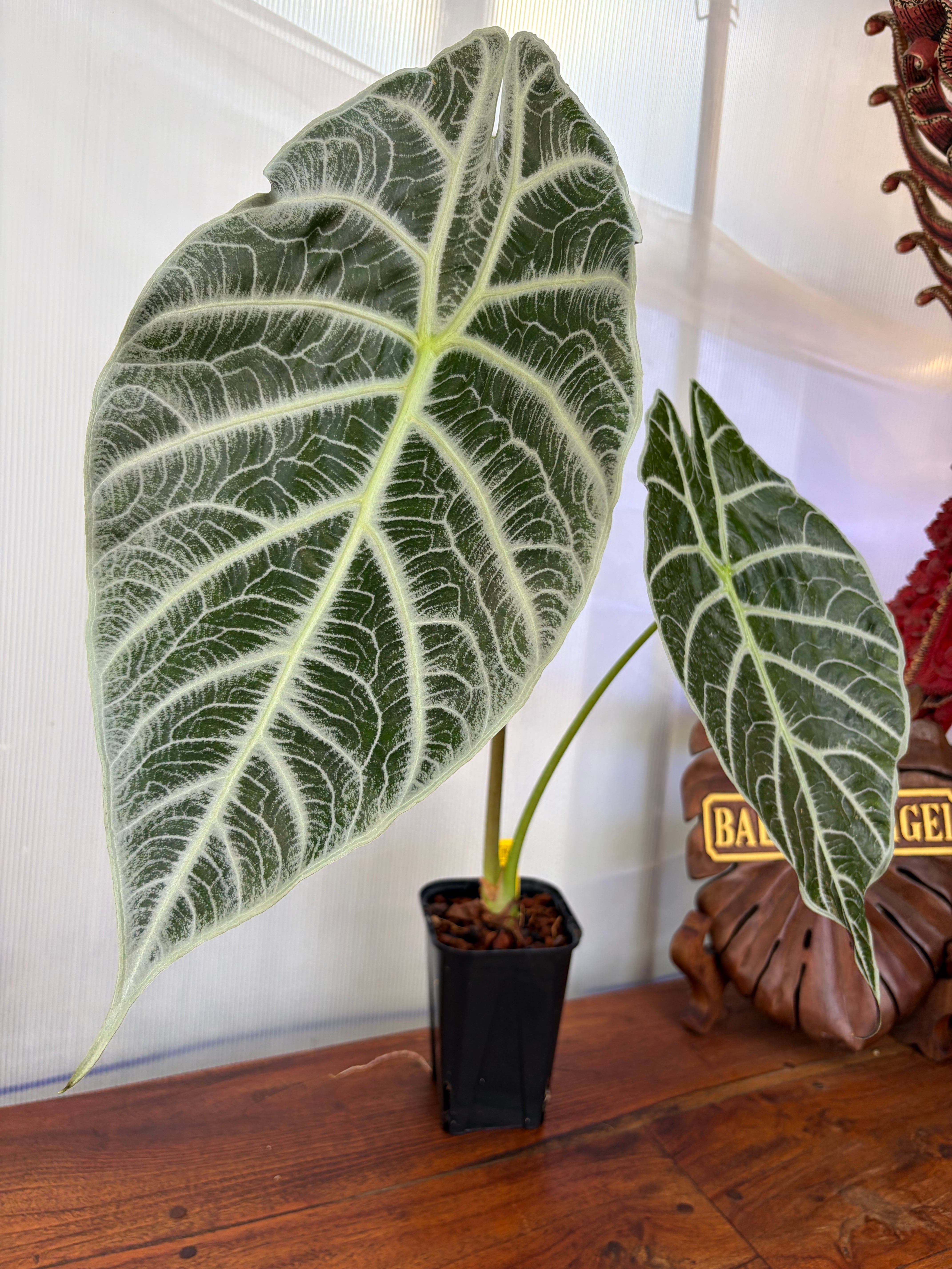 アミドリウム ジッペリアナム 斑入り | BALI-AN 園芸
