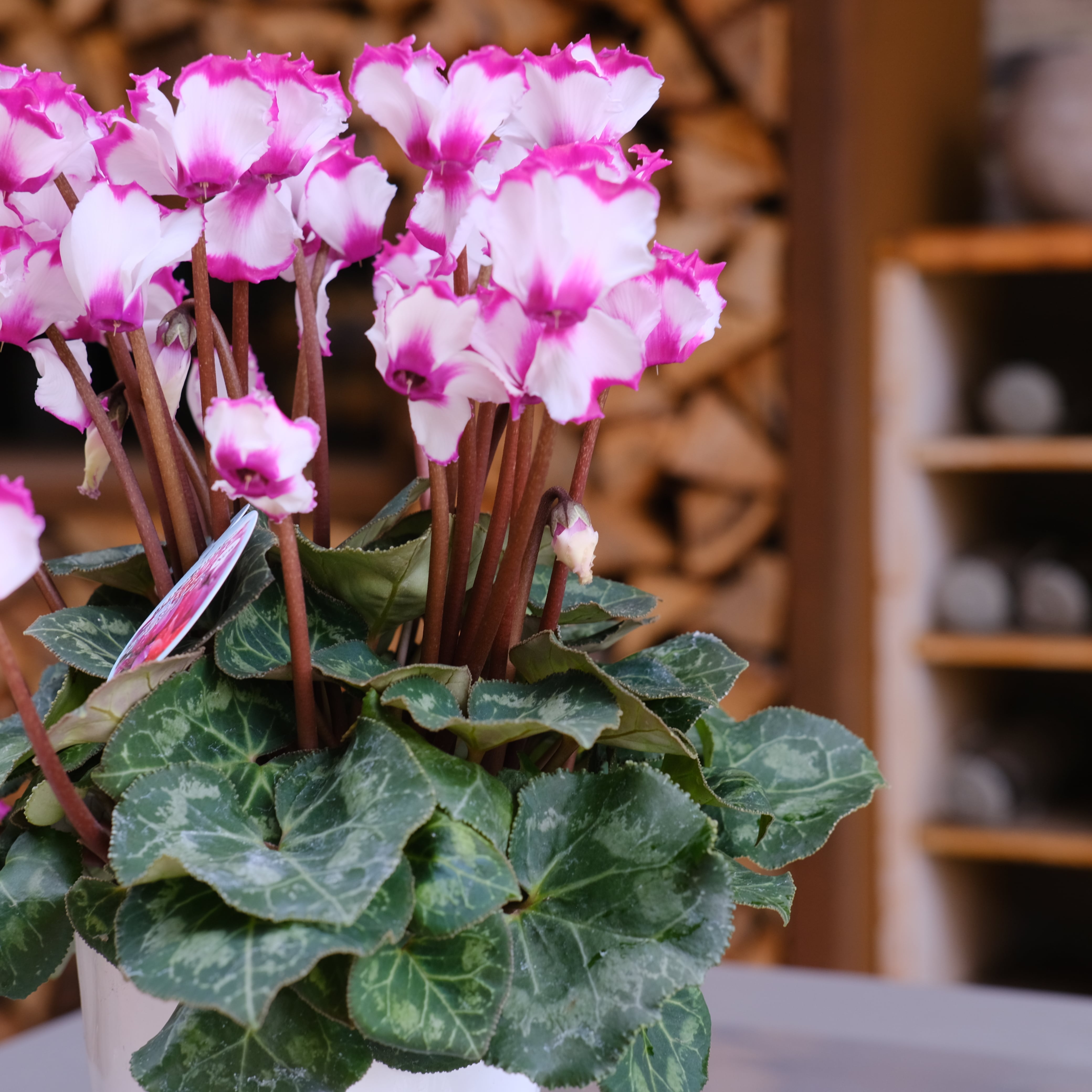 シクラメン チモシリーズ《 ビクトリア 一重 》 | グリーンギャラリー