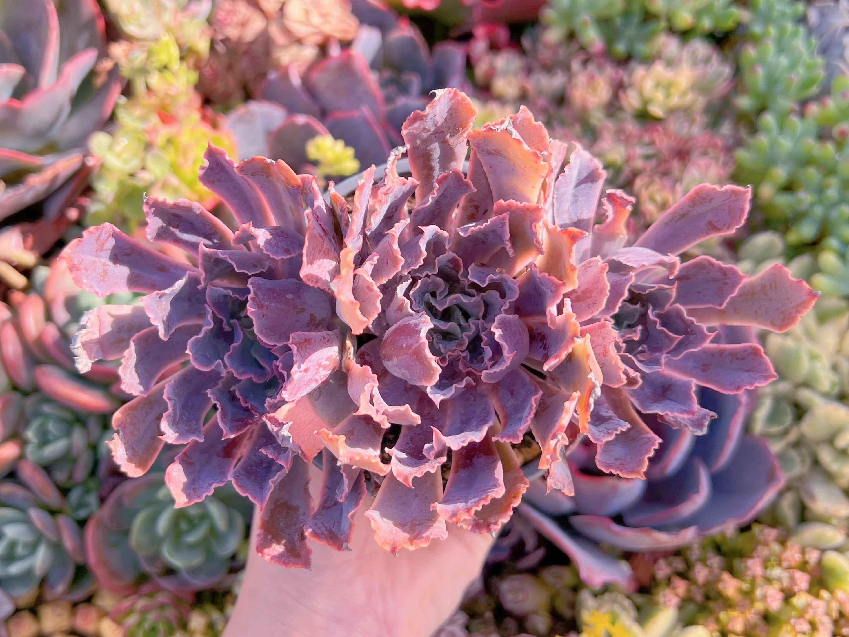 現品　シャビアナ#M097　群生　るる農園