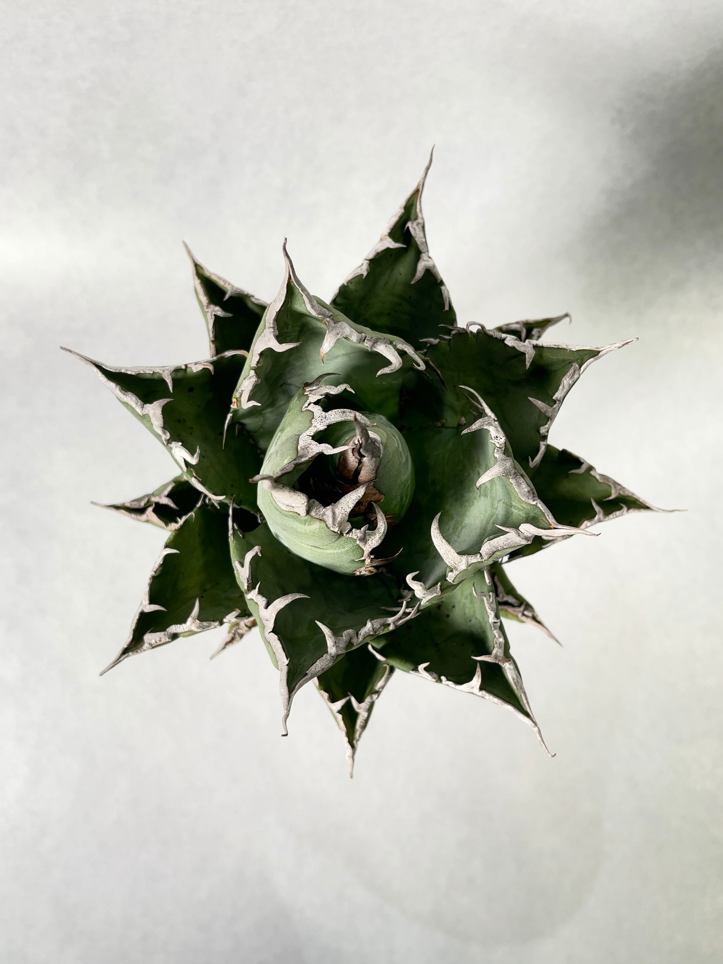 R013-16 特選 アガベ 多肉植物 チタノタ 狂刺夕映 日蝕 強棘 極上株 包