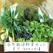 信州産 自然栽培『野菜セットM』80サイズ（農薬、肥料不使用）