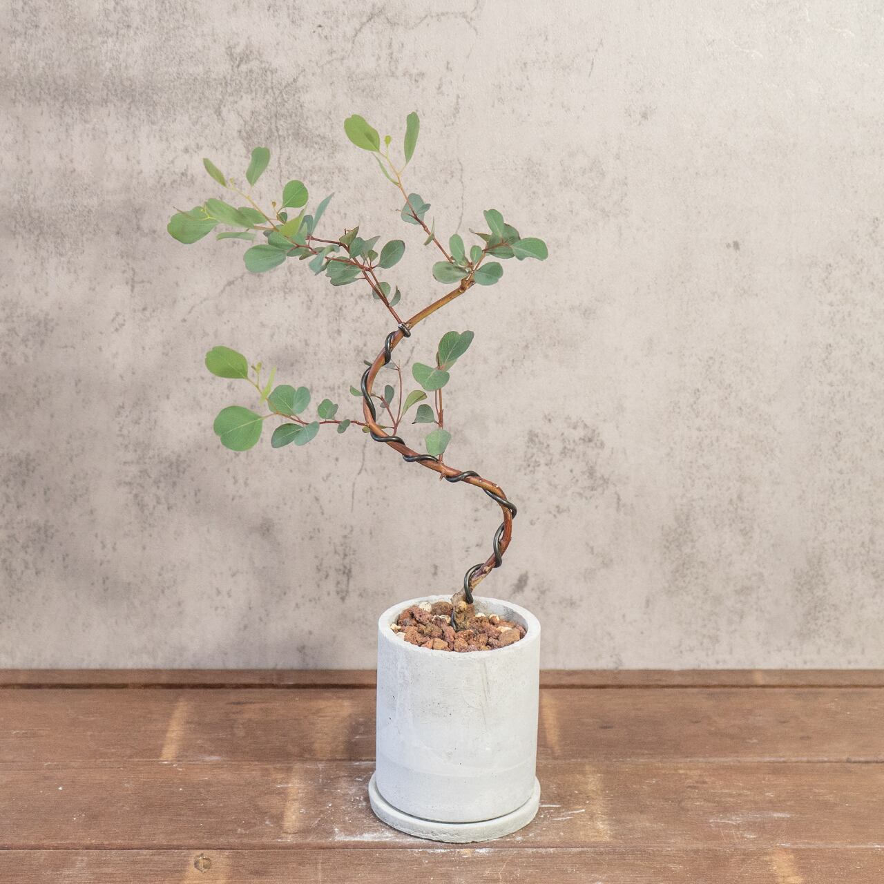 ユーカリ・ポポラス｜しなやかな曲がり枝が美しいモダン盆栽仕立て【手づくりモルタル鉢】