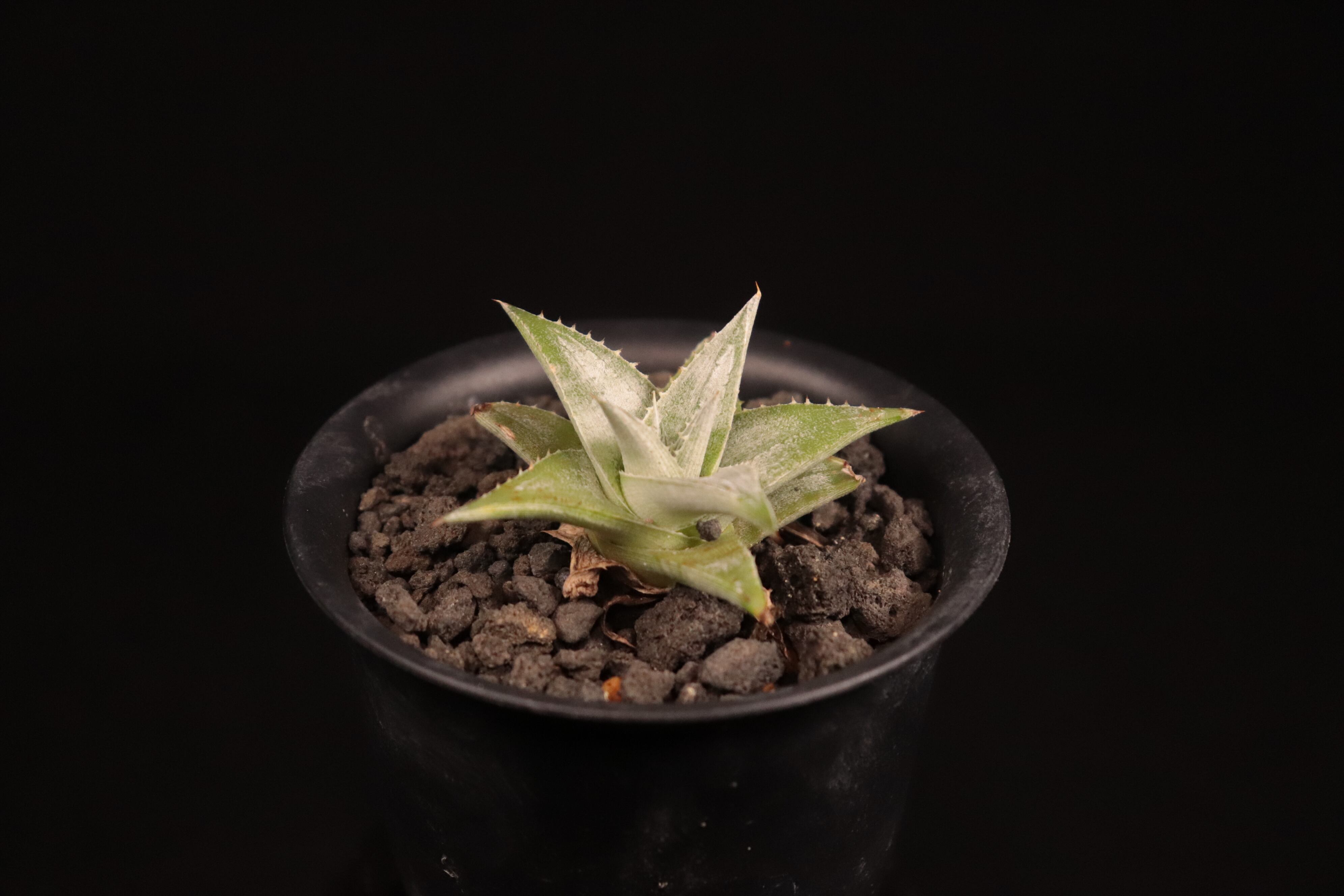 送料無料】Dyckia 'Zebra'〔ディッキア〕現品発送D0474 | plane plants