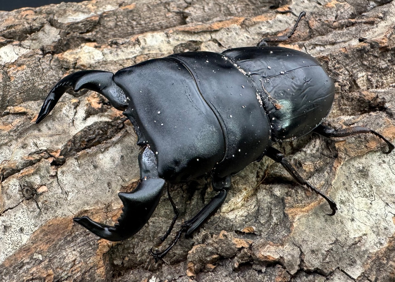 【WD】特大極太《ダイオウヒラタ 東ジャワ産 85mm ペア》