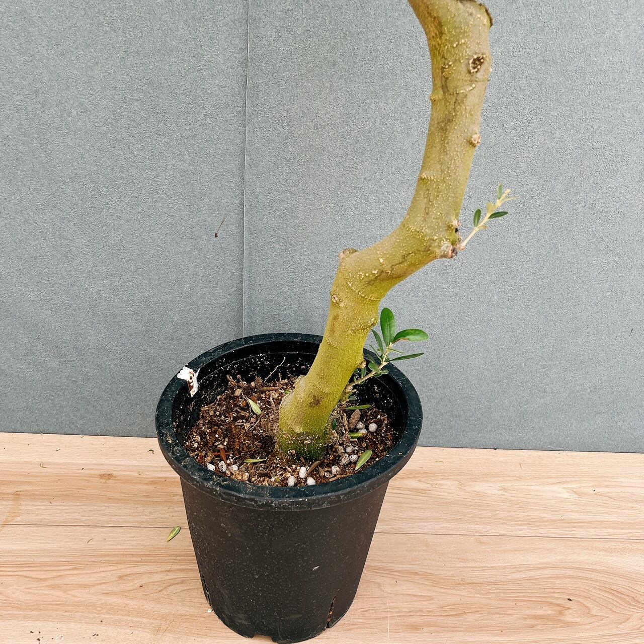 現品］13番 創樹 オリーブ ネバディロブランコ 8号 観葉植物 大型 屋外