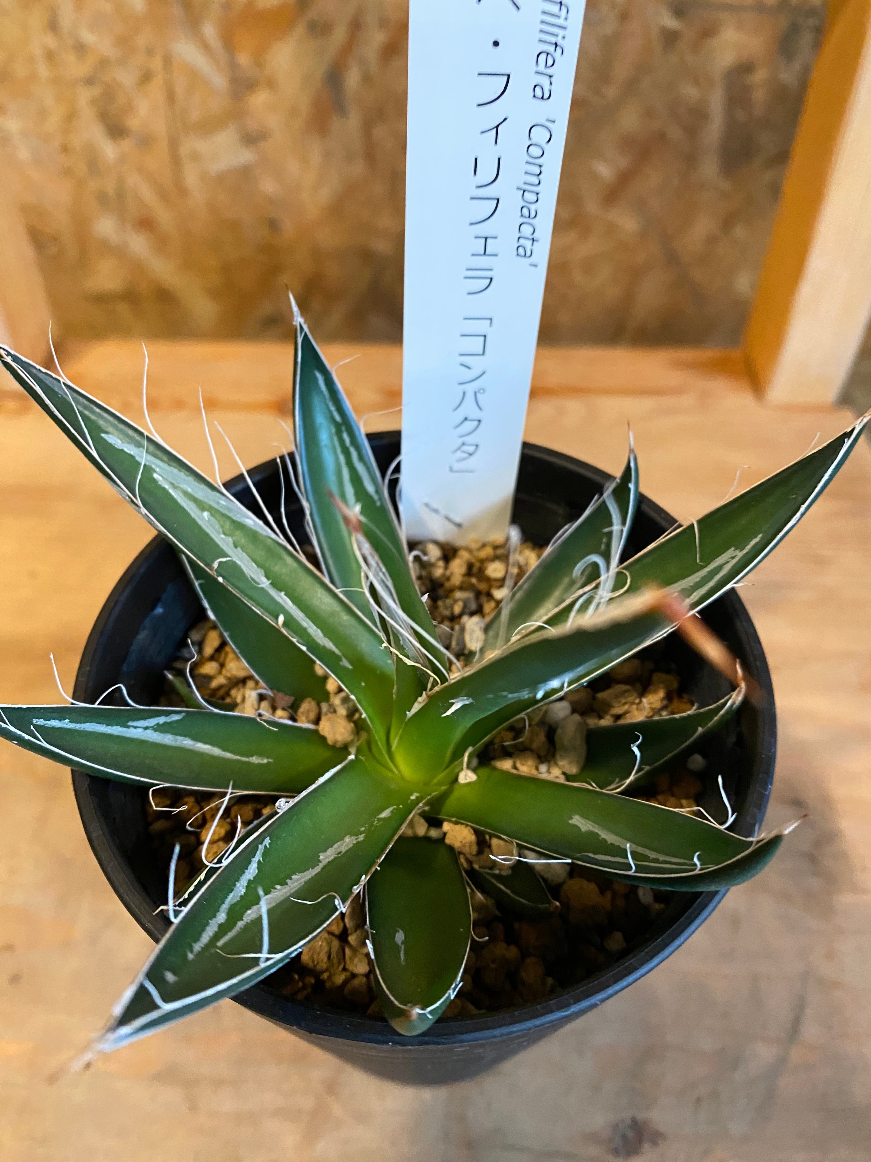 アガベ フィリフェラ「コンパクタ」H 20cm W 11cm | Garden Varejo