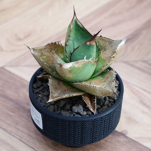 Agave Oteroi アガベ・オテロイ(Lot.009)