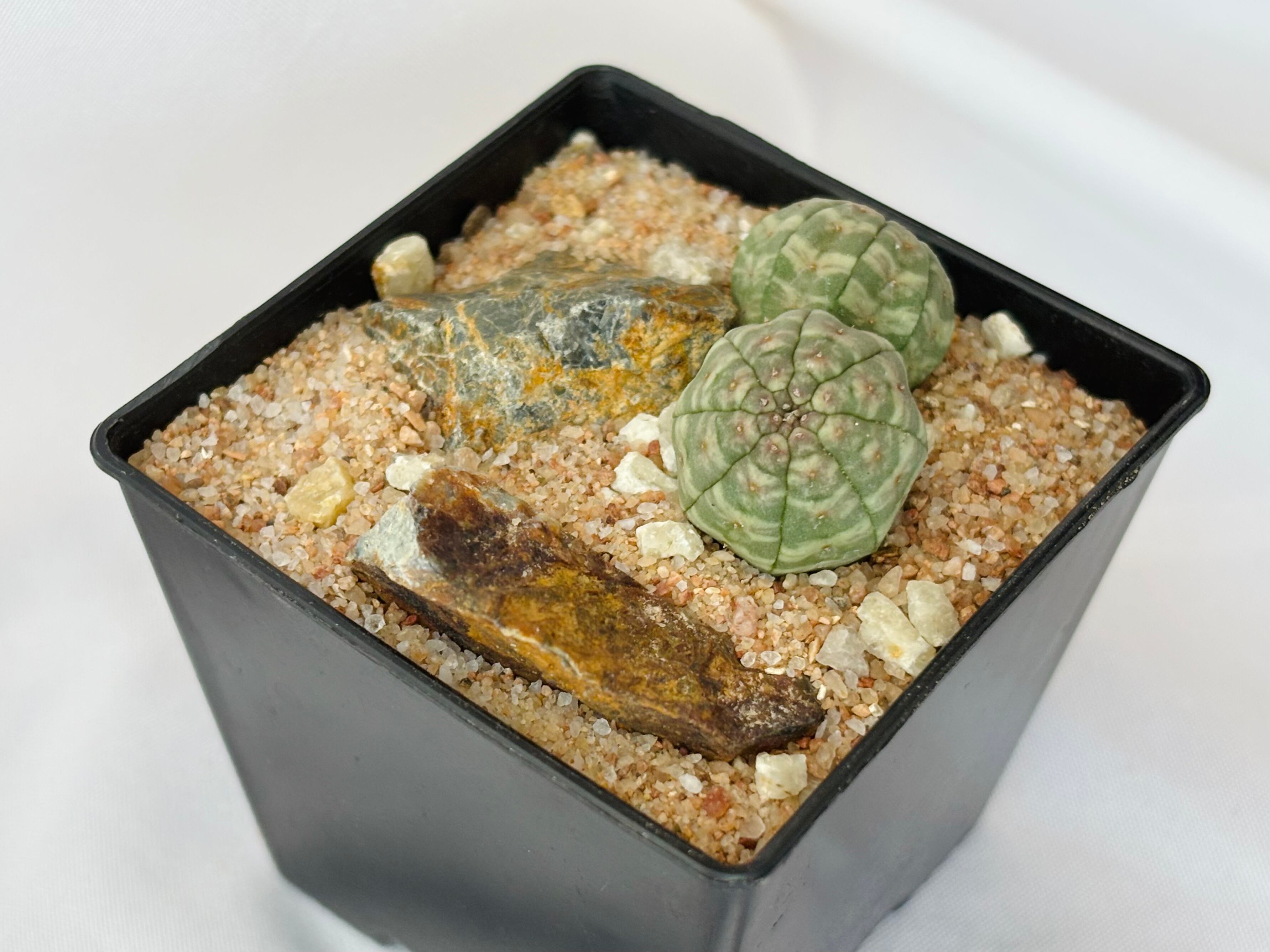 Euphorbia Obesa ユーフォルビア オベサ 多肉植物 | plants MARU