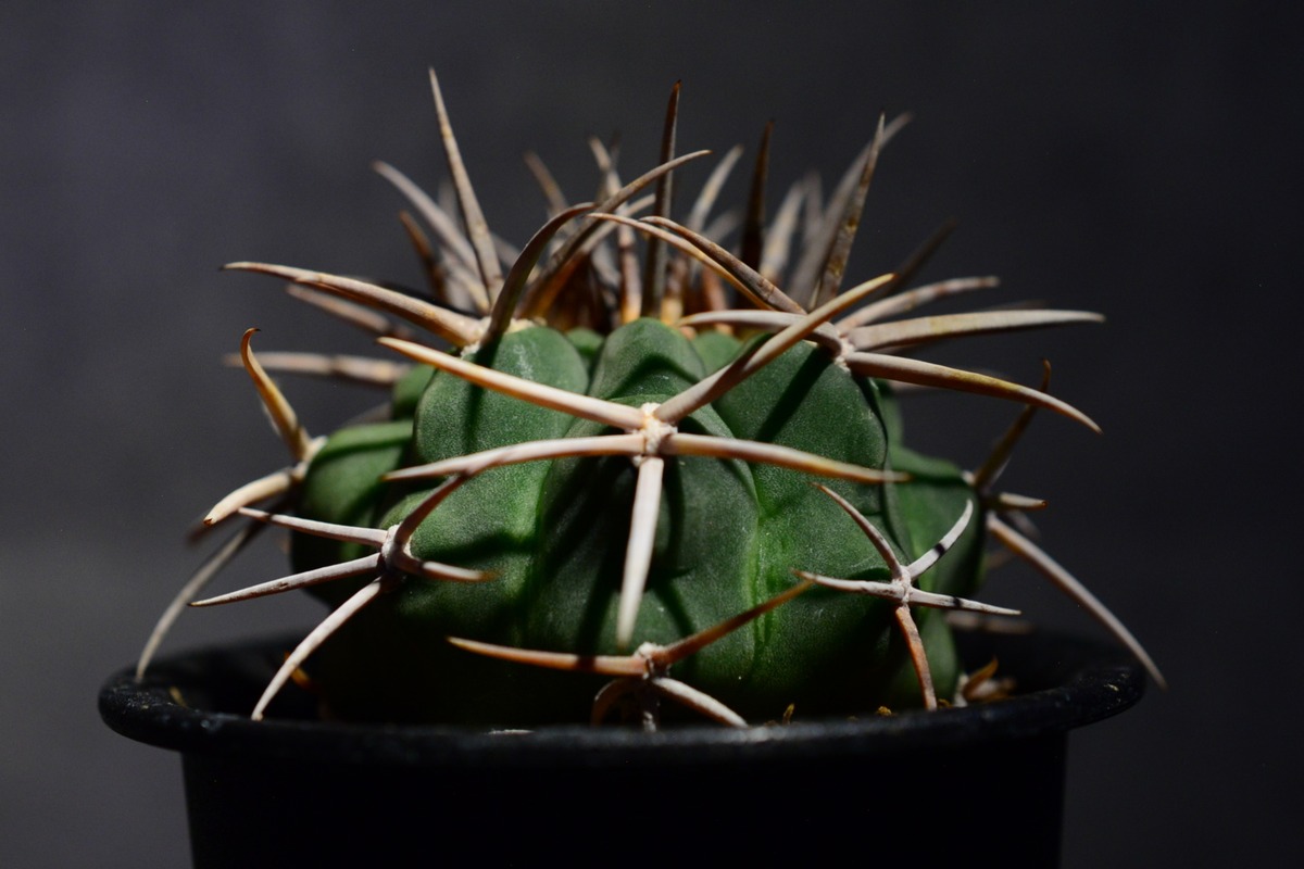 ギムノカリキウム フェロシオール | N collect plants