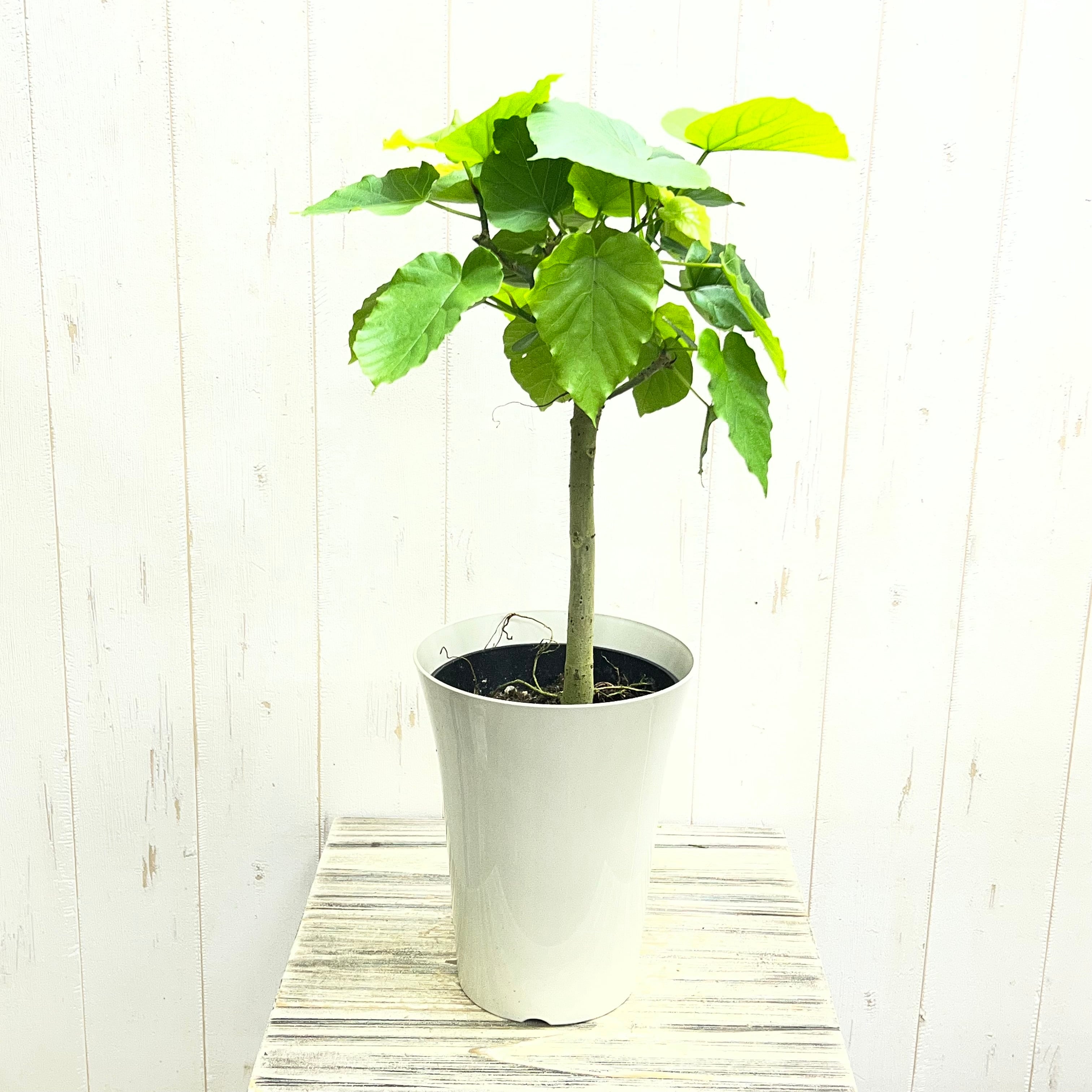 PLANTS SHOP OLIVE