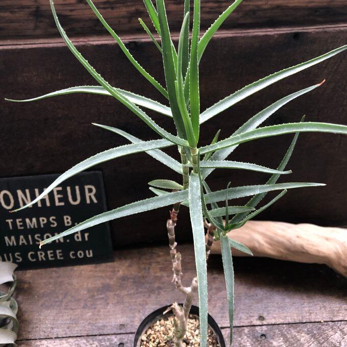 アロエ 『ストリアツラ』】 多肉植物 おしゃれ 細長い葉が美しい 丈夫