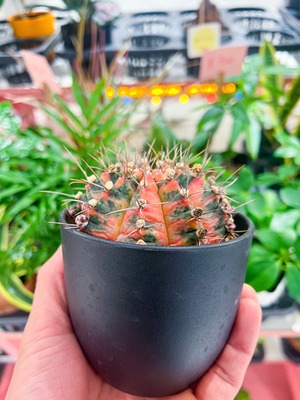 サボテン　ギムノカリキウム