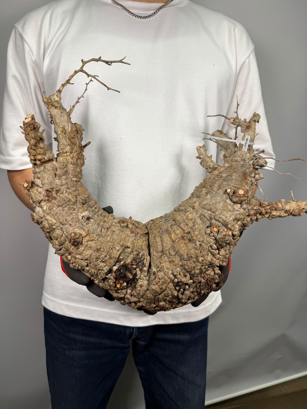 F138 現地発根株 オペルクリカリア パキプス 6/15 入荷 Operculicarya pachypus 塊根植物 現地球