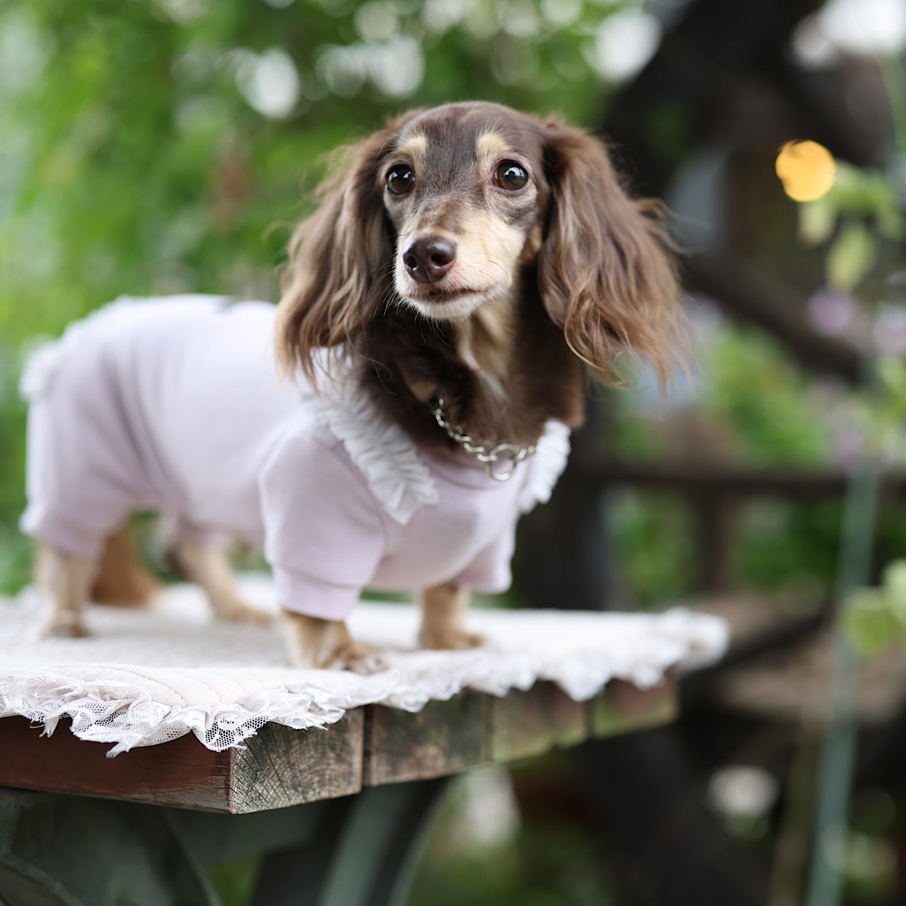 袖あり | カニンヘンダックスとミニチュアダックス専門のお洋服web