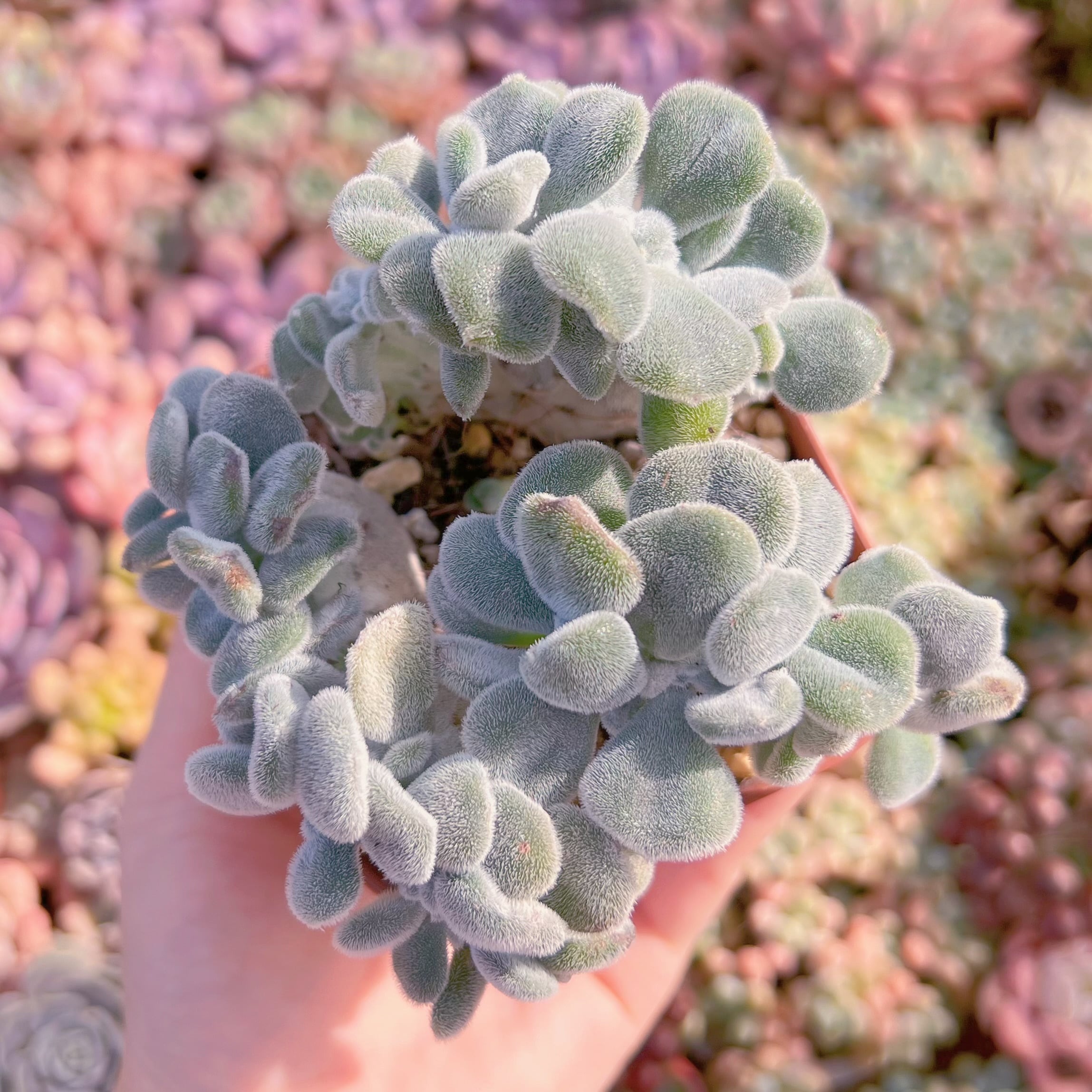 現品　雪晃星綴化#M137　大苗　るる農園