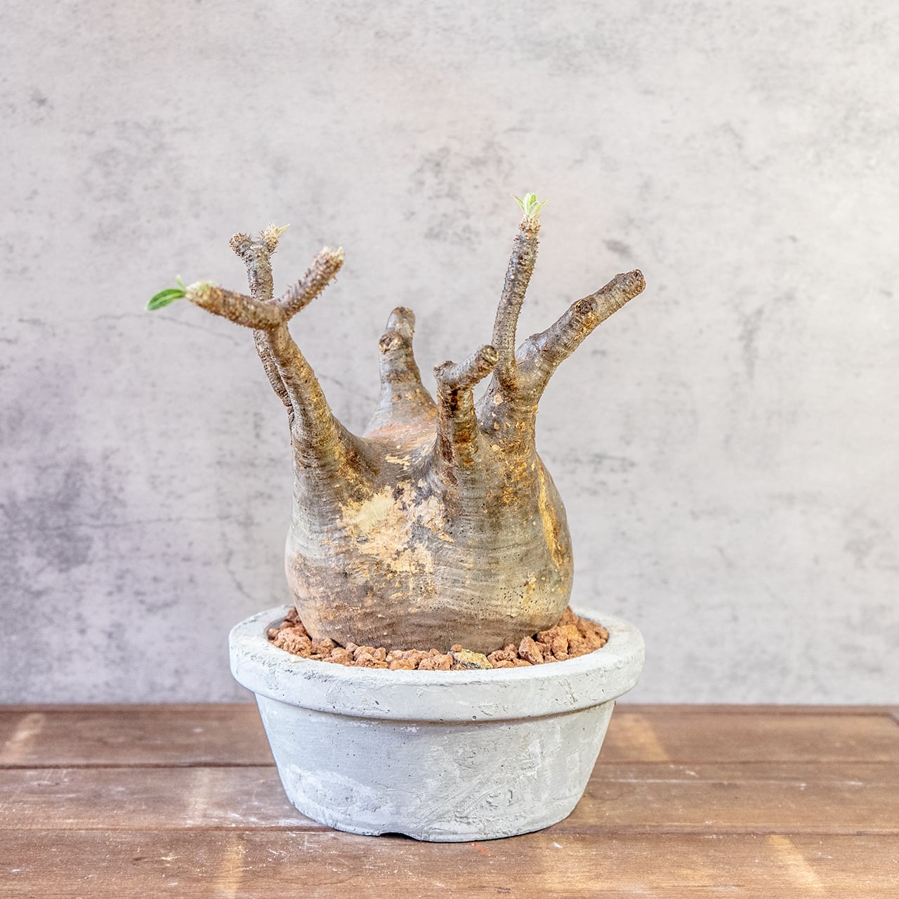 【どっしり丸い極太塊根】グラキリス。胴回り40cmの圧倒的ボリューム。無骨な「手づくりモルタル鉢」とセットで。｜虫発生抑制（全国一律送料850円）