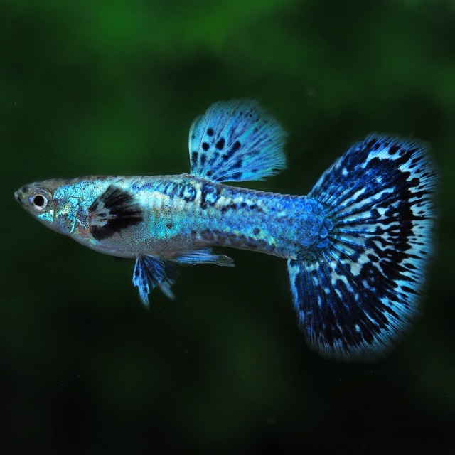 プラチナブルードラゴン　若魚1ペア＋おまけメス1匹