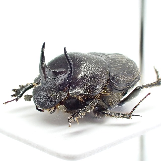 日本産 Onthophagus bivertex ♂♀ 8mm/8mm