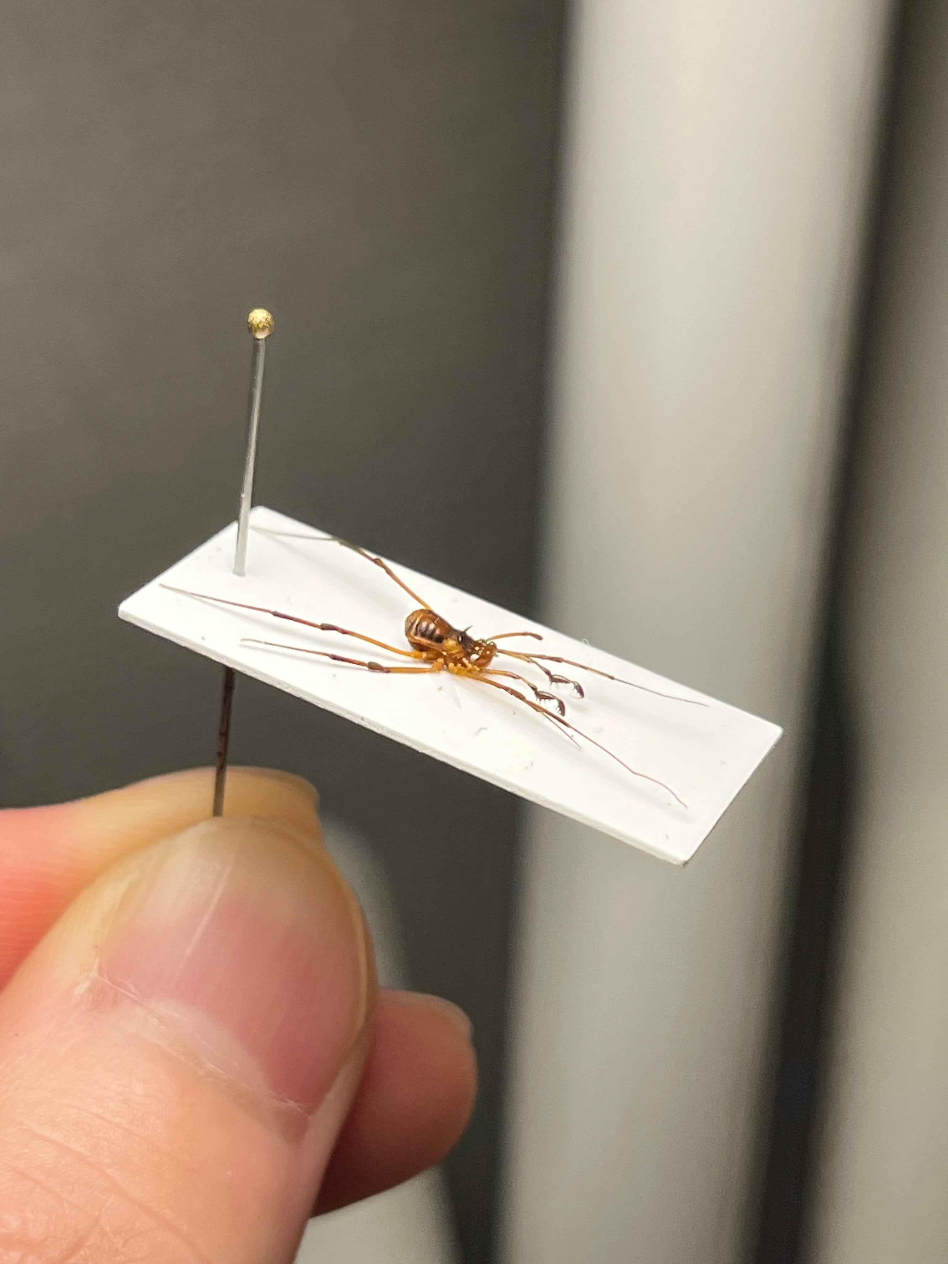悪魔的な鋏と頭の棘がイカすザトウムシ 標本 ウデムシヒヨケムシ