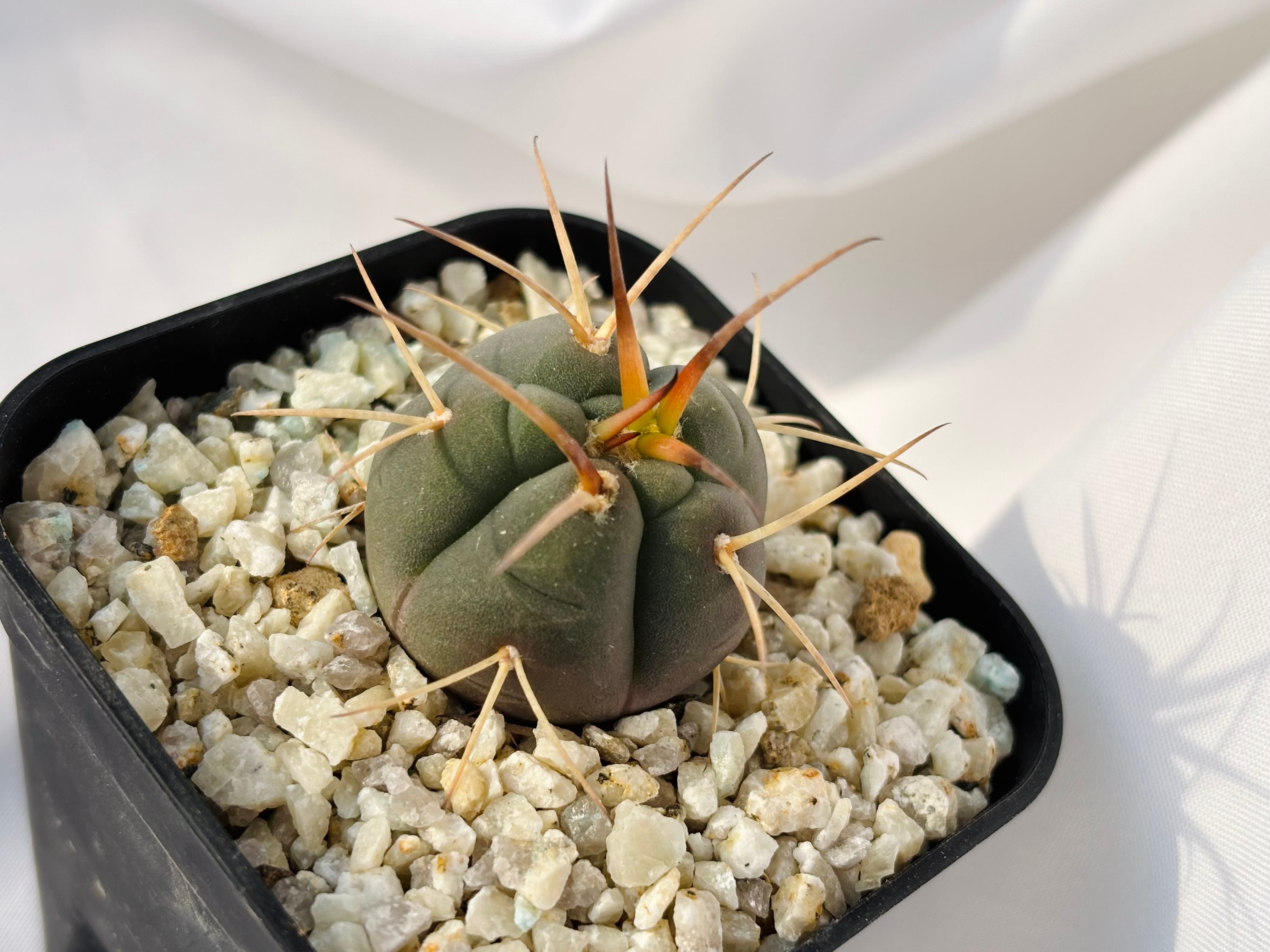 Gymnocalycium cardenasianum ギムノカリキウム 光琳玉 サボテン