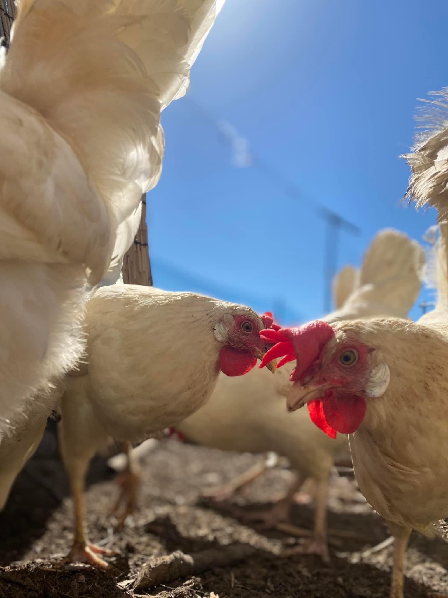 巨きな卵 Amazon | 10個入 偽卵 鳥おもちゃ 小鳥 固体偽卵 約 36mm x 27mm