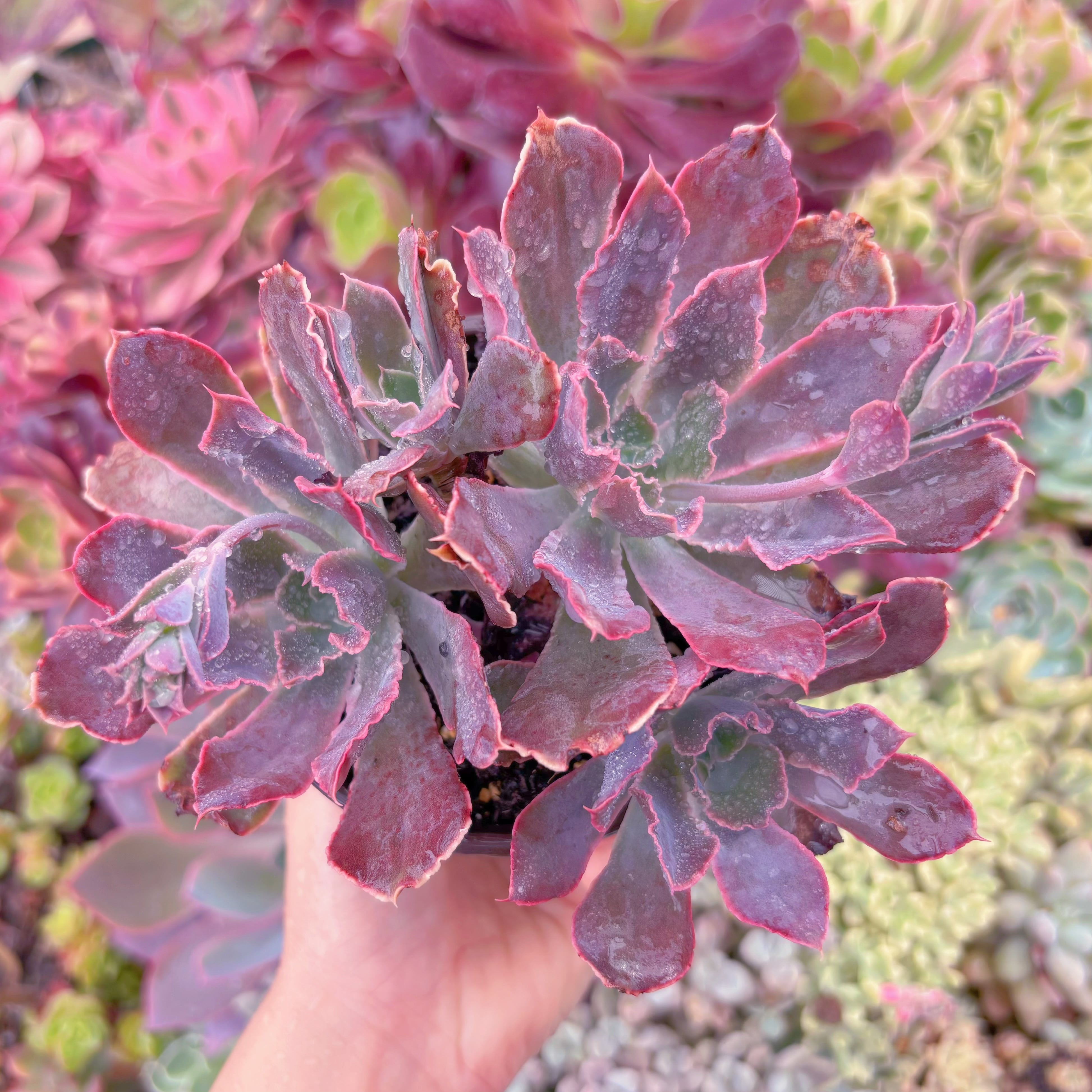 現品　シャビアナ#857　るる農園