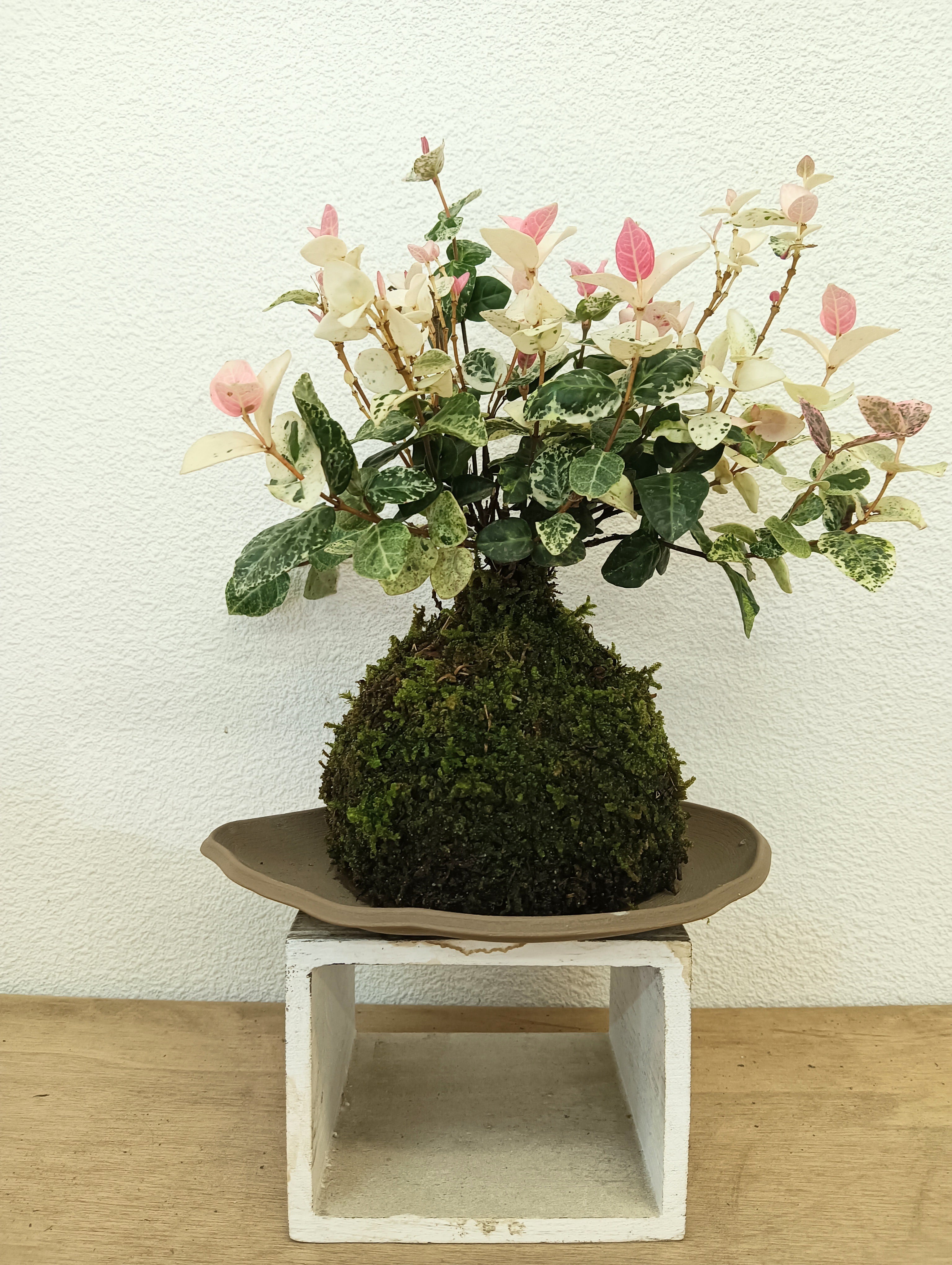 ハツユキカズラ | NORA spin off ノラスピンオフ ～阿賀の苔玉～ 旅