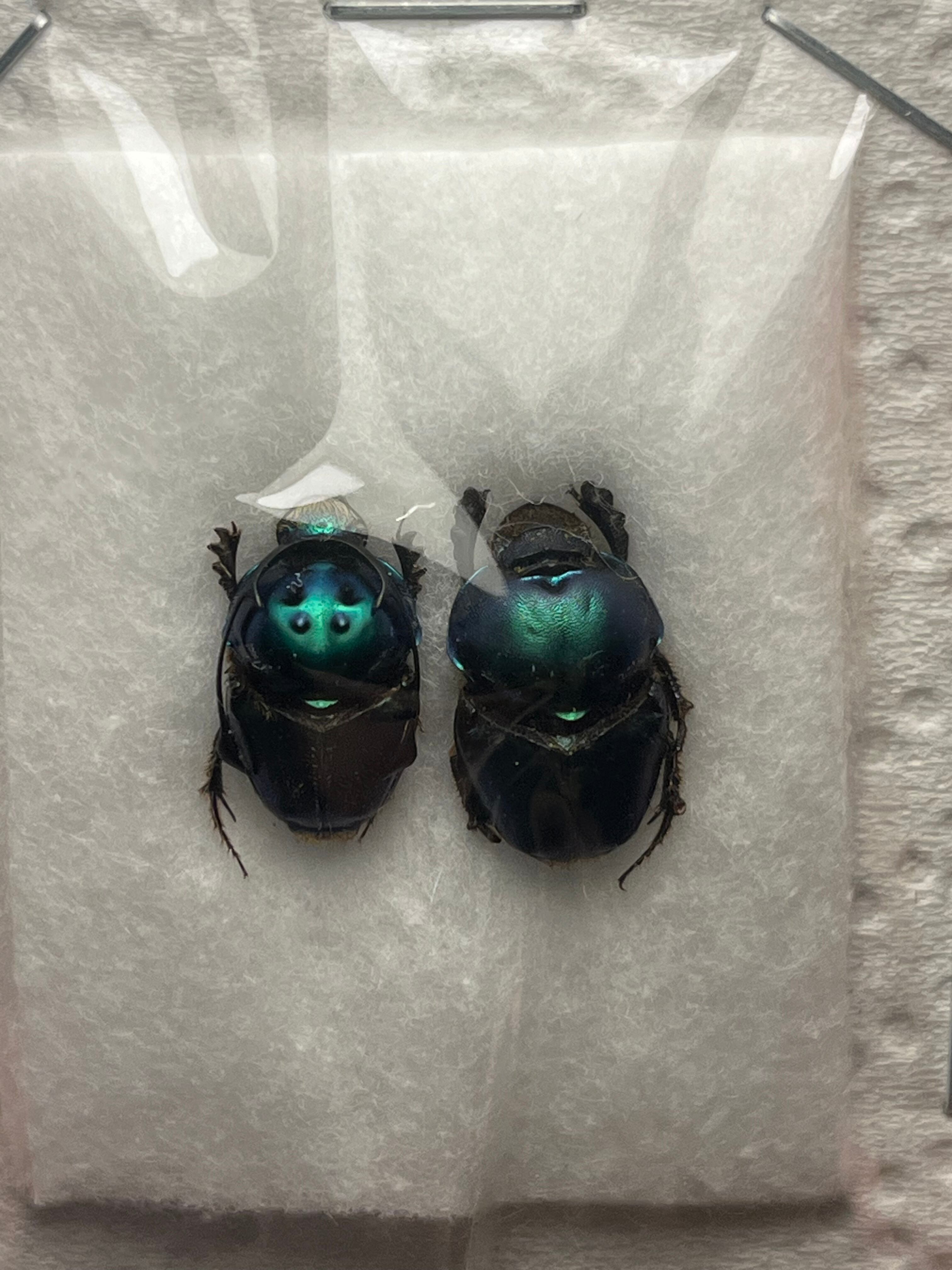 ペア11mm】青緑シカツノエンマコガネ フンチュウ糞虫昆虫標本甲虫