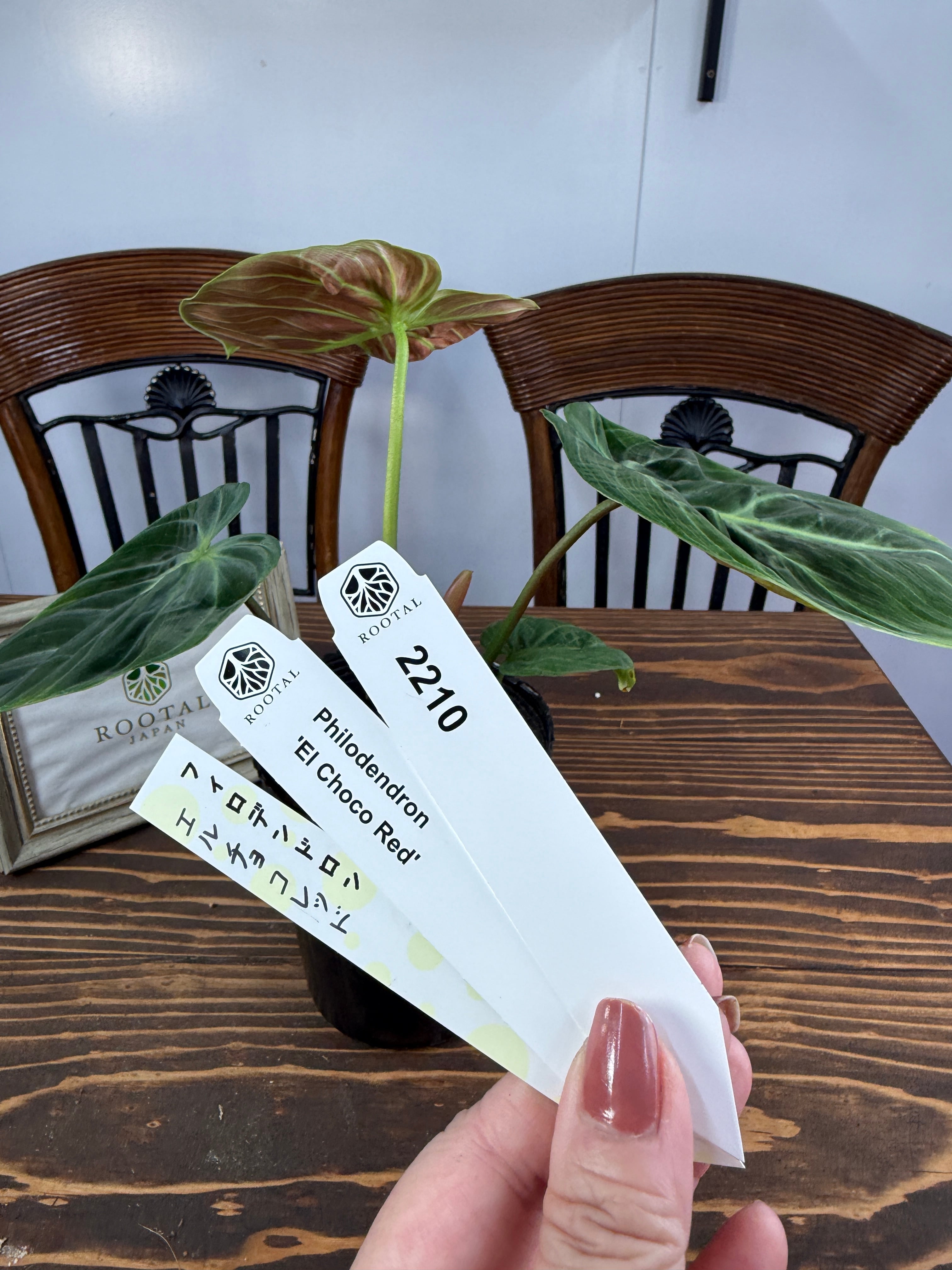 ★2210 フィロデンドロン エルチョコレッド(3.5号ポット)