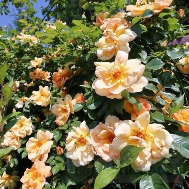 マイゴルト（メイゴールド）