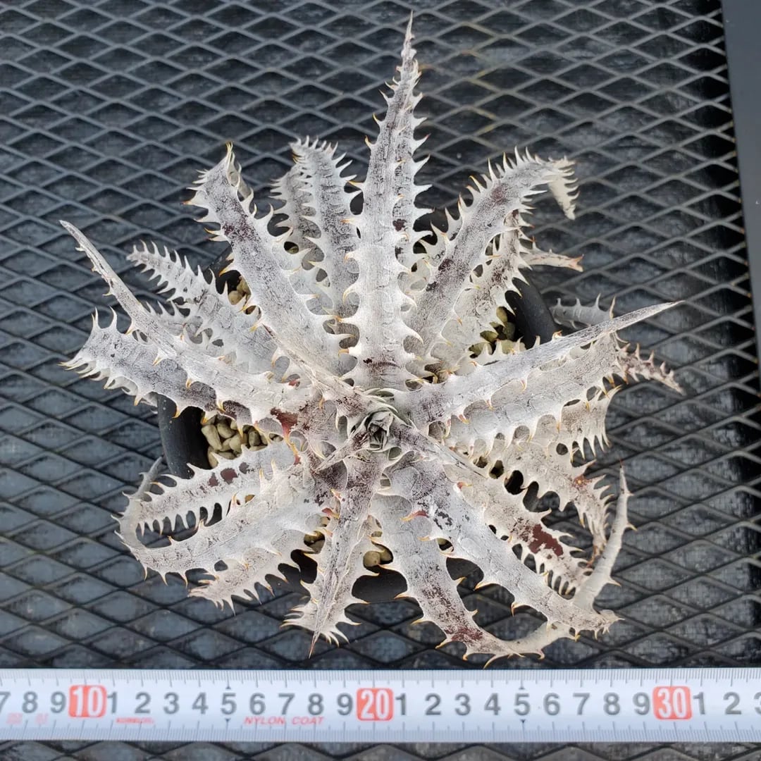 ブロメリア・エアープランツ Dyckia Branca de Neve original clone
