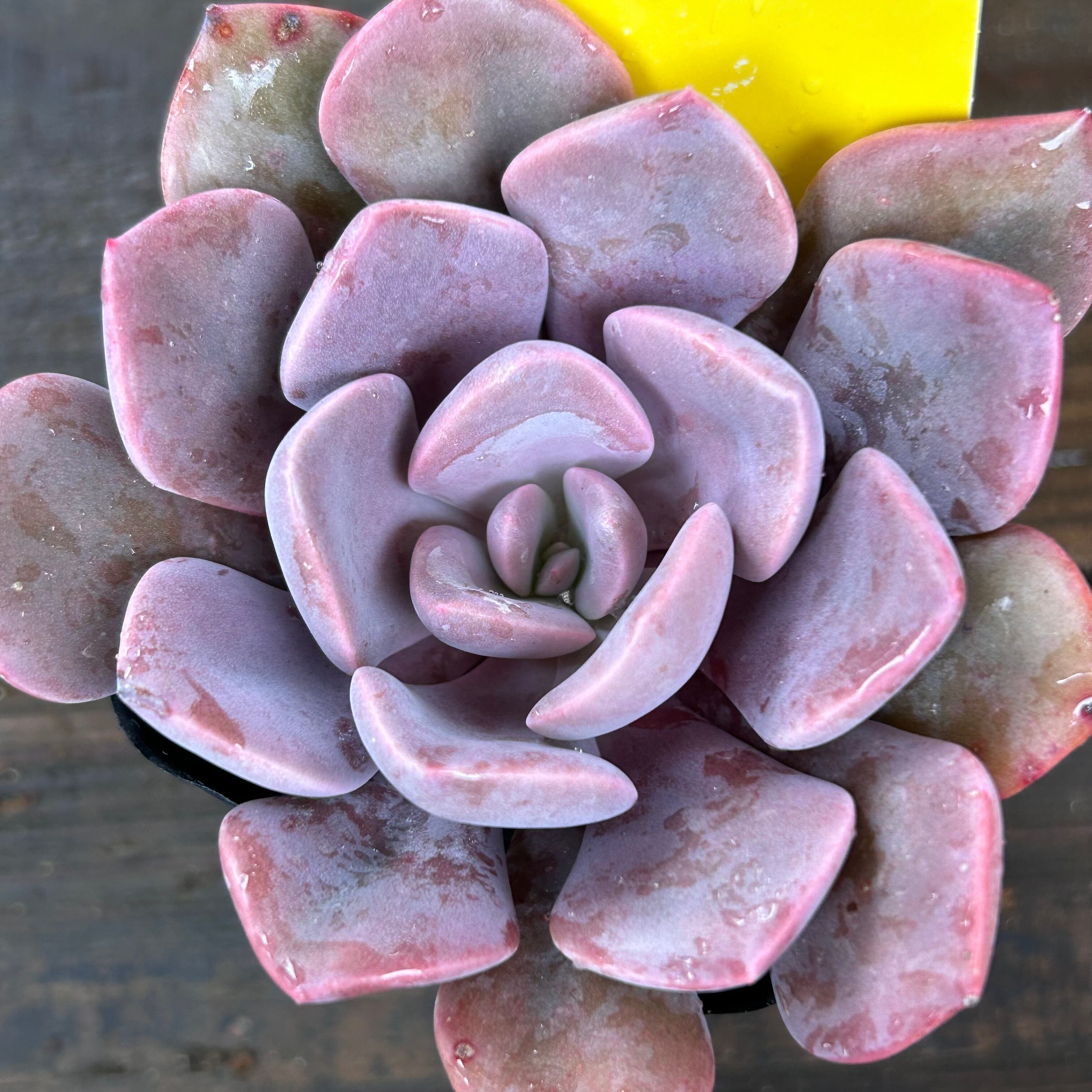 デビー | RuPo 多肉植物専門店