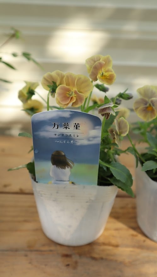 Gレア♡メゾンドビオラ♡歌劇スター♡３号♡ポットごと宅急便コンパクト 楽天市場】【予約販売】 ビオラ 歌劇☆スター 雪月花 9cmポット 花苗