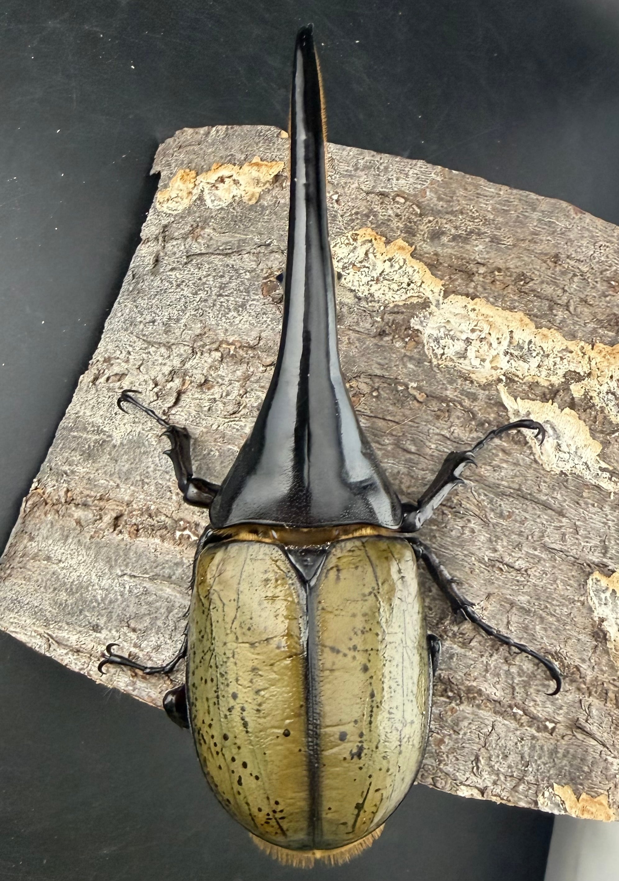 ヘラクレス・ヘラクレス 148mm ペア》 | KPW公式オンラインショップ