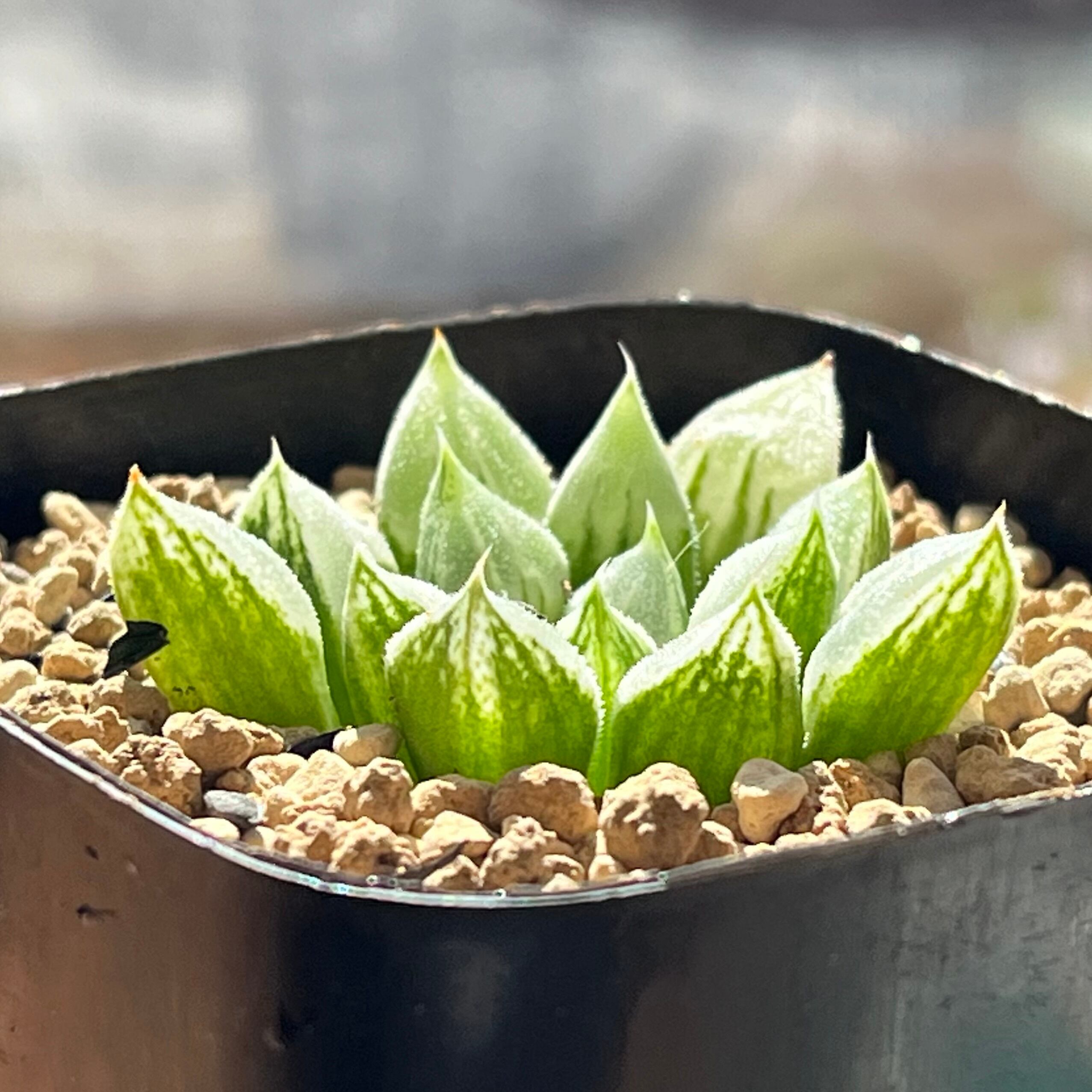 ハオルチア ラブハート | mocono_plants