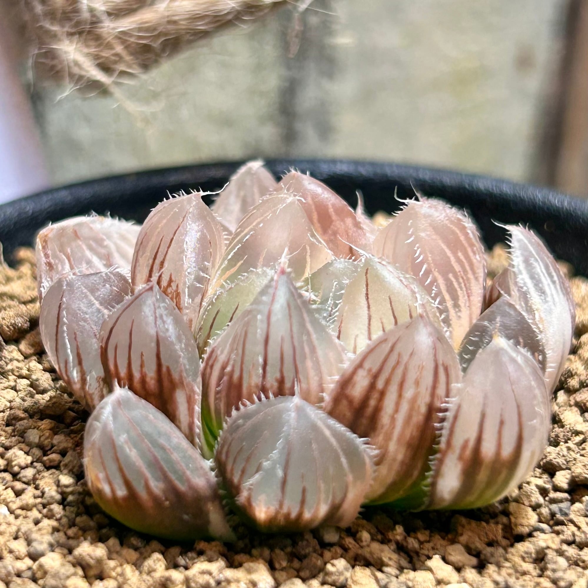 紅小町　ハオルチア　多肉植物　オブツーサ錦 T) レッドレンズ オブツーサ錦 ハオルチア | RuPo 多肉植物専門店