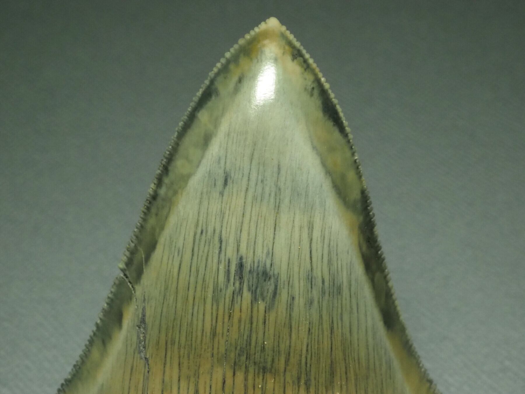 人気のブラック！メガロドンの歯【Carcharocles megalodon】【107mm