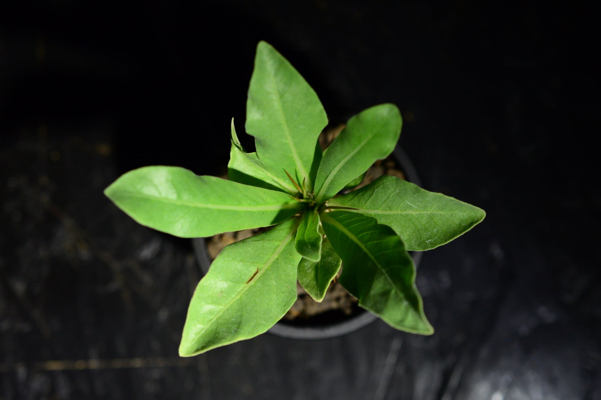 パキポディウム レアリー | N collect plants