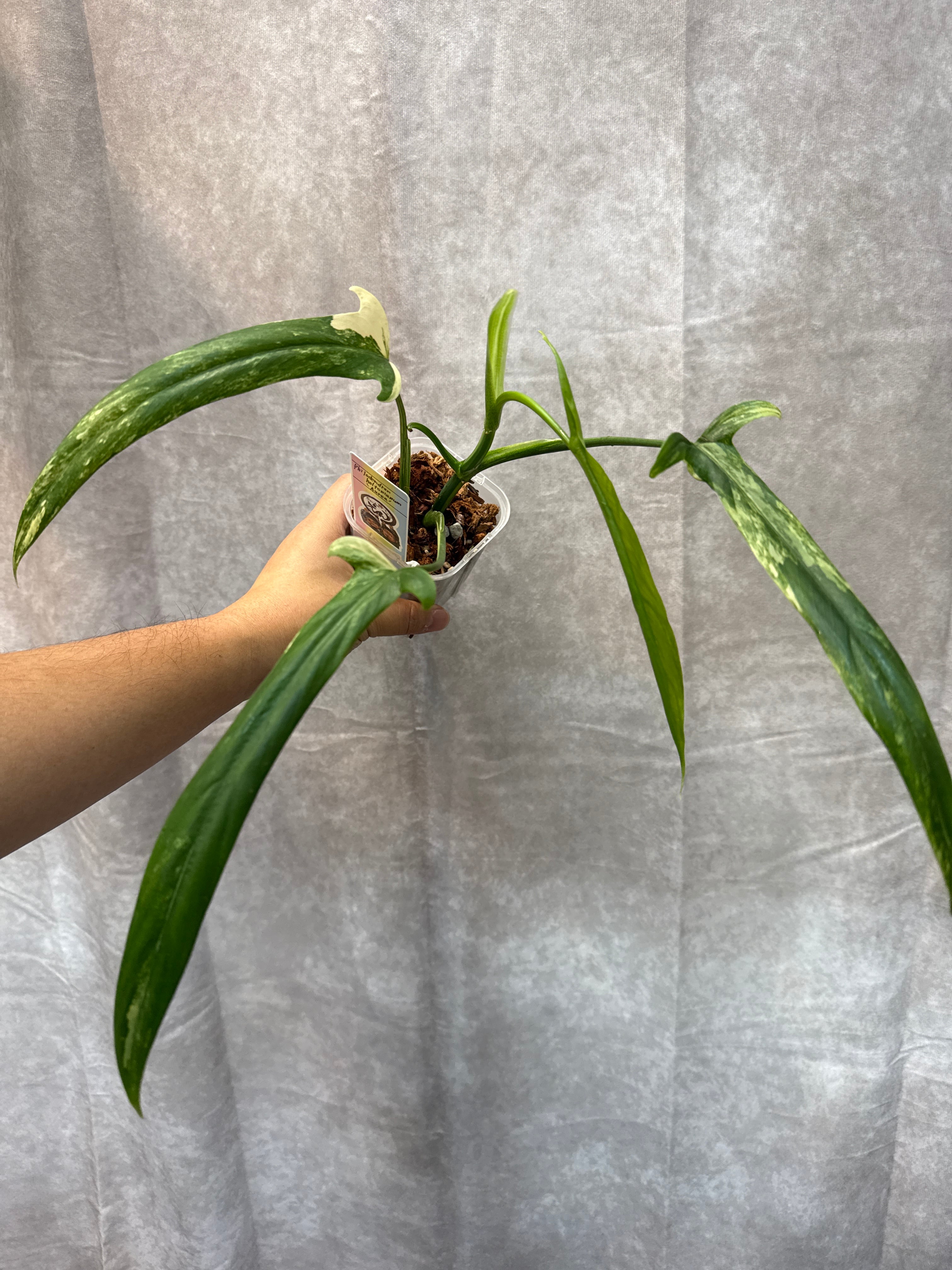 B 希少 Philodendron Holtonianum 'Aurea' variegated | Gardenえん