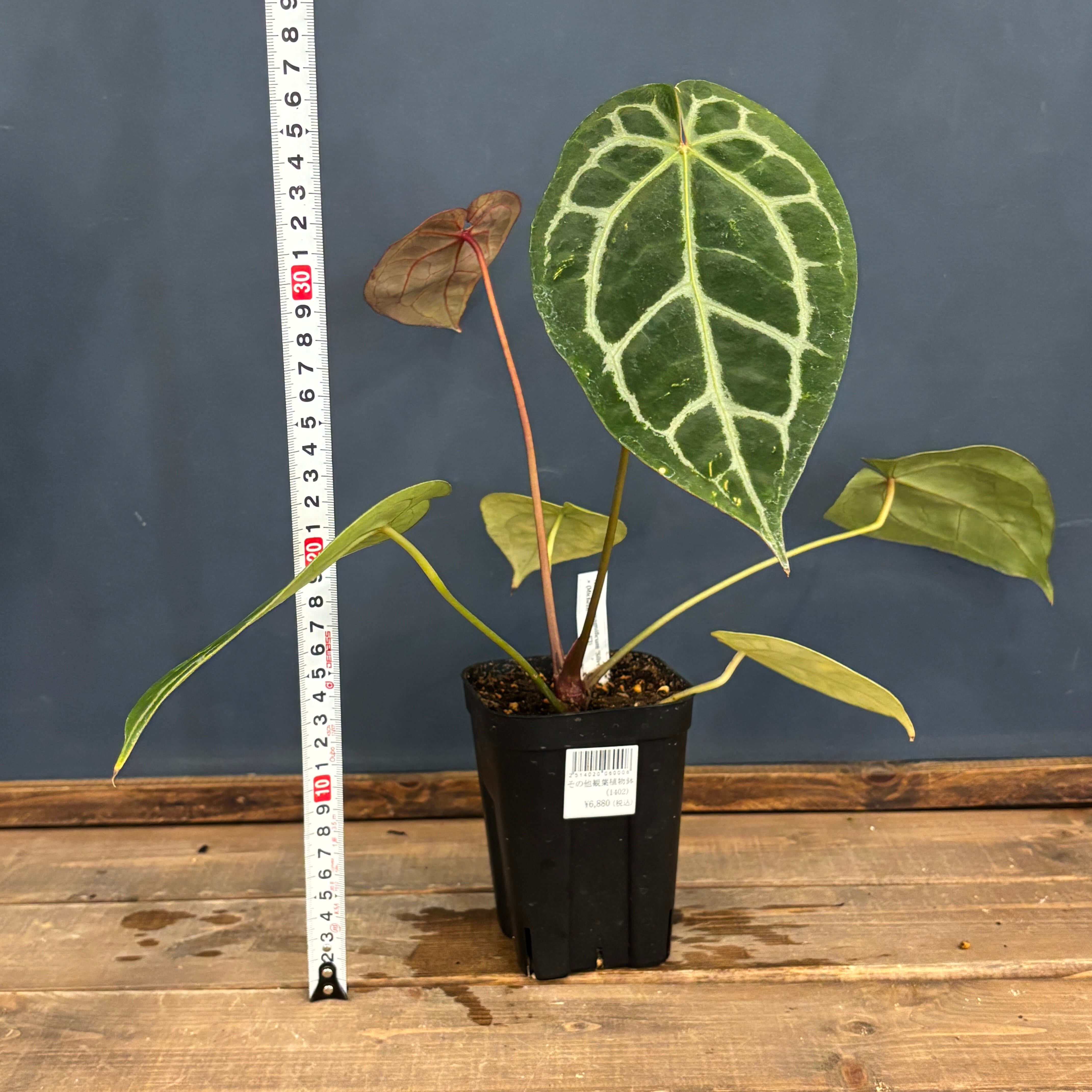 クリアランス】アンスリウム magnificam 'Silver' × (Michell × Zara