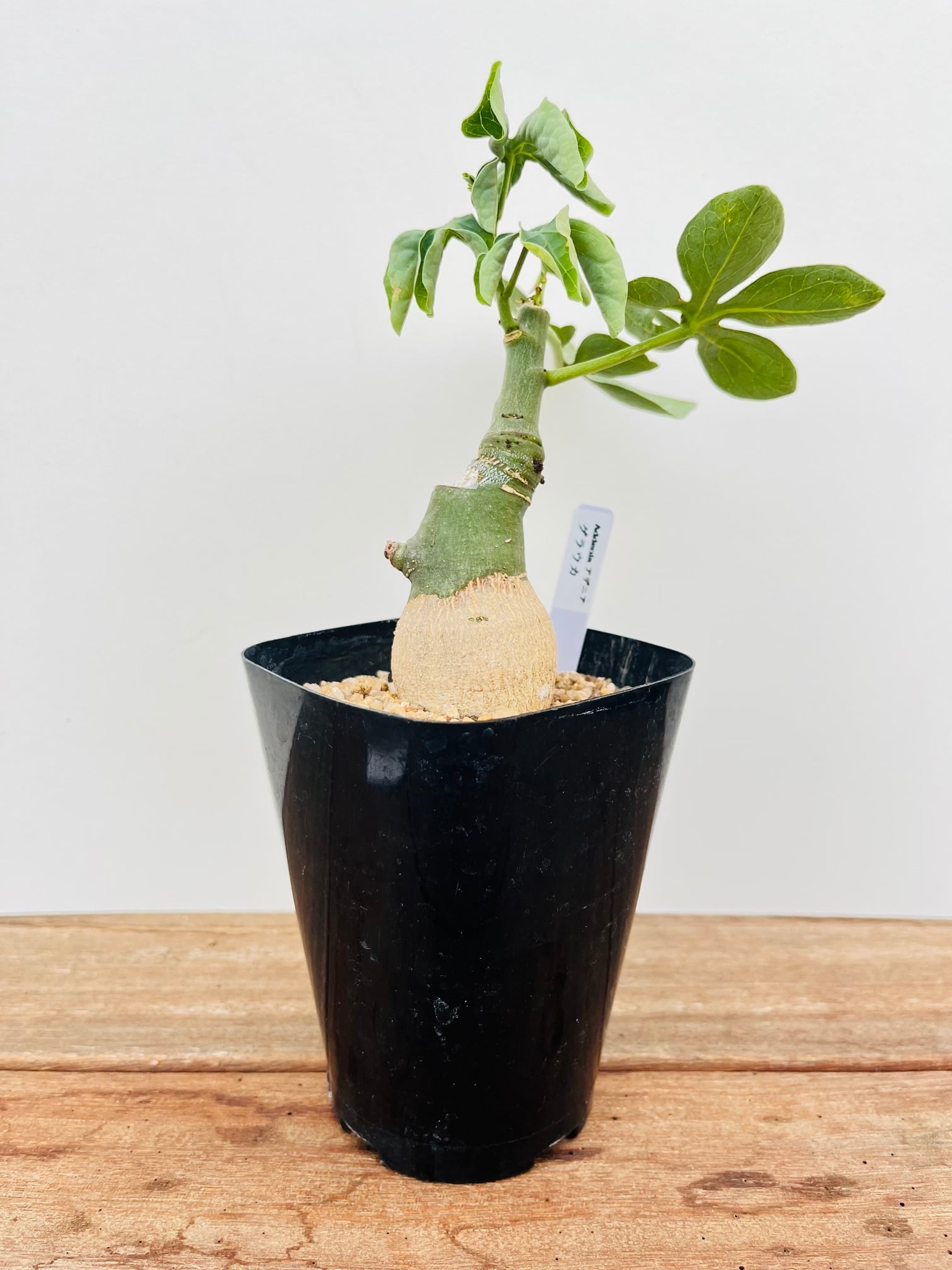 Adenia glauca アデニア グラウカ 多肉植物 塊根植物 | plants MARU