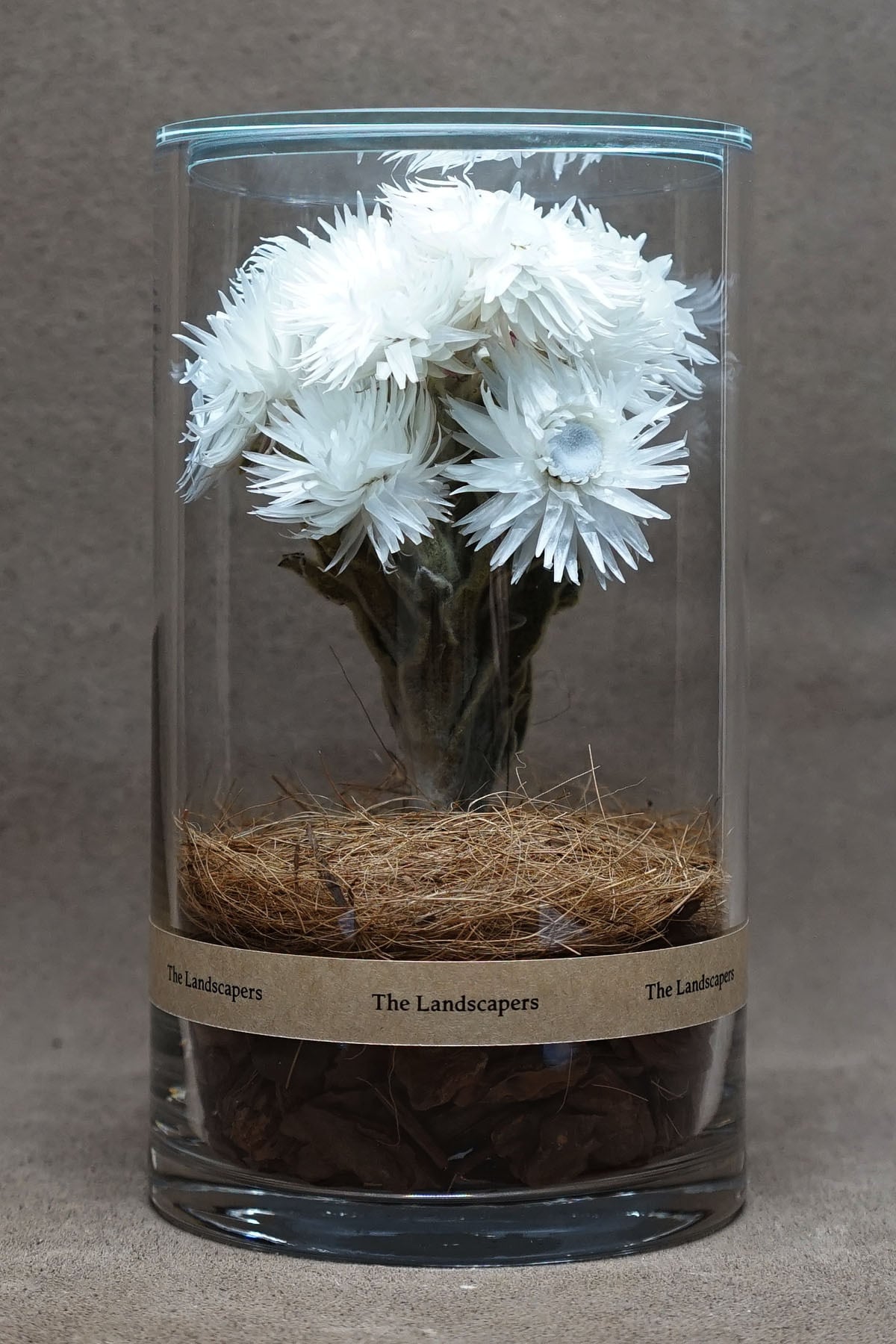 DRY CYLINDER『Silver Daisy』 | The Landscapers