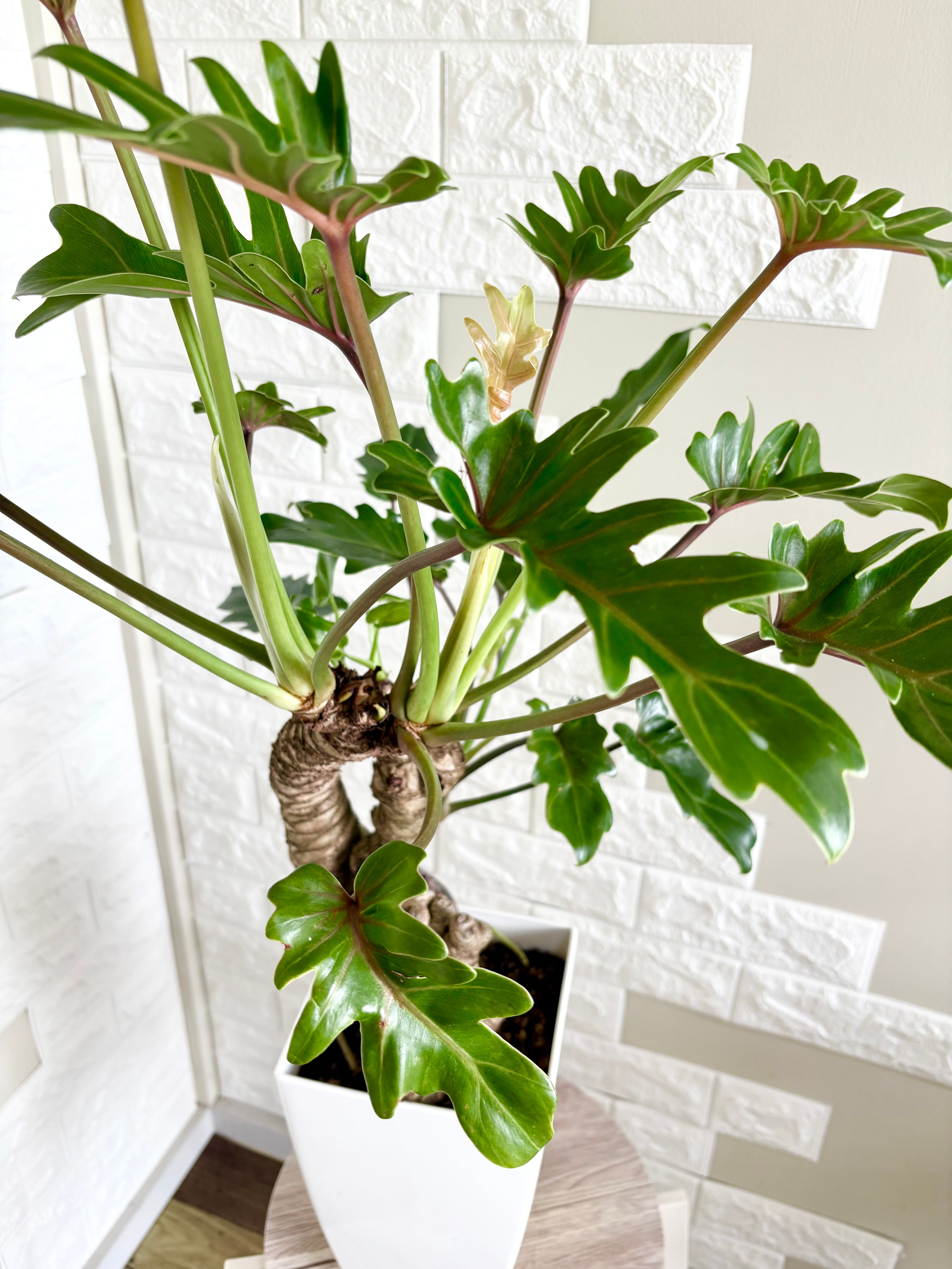 現品】フィロデンドロン クッカバラ 幹立ち 観葉植物 | 観葉植物のお店