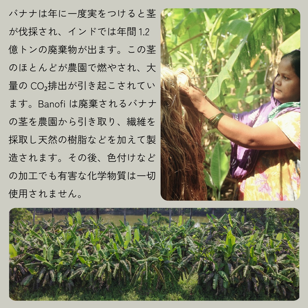 Legato コンパクト財布　バナナ　タン