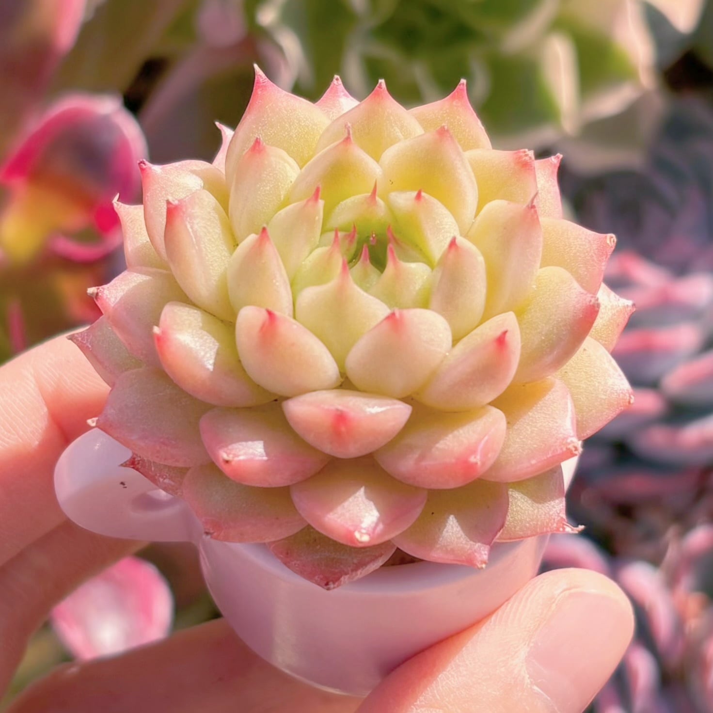 多肉植物 松の実 新入荷 るる農園 | るる農園~多肉植物専門